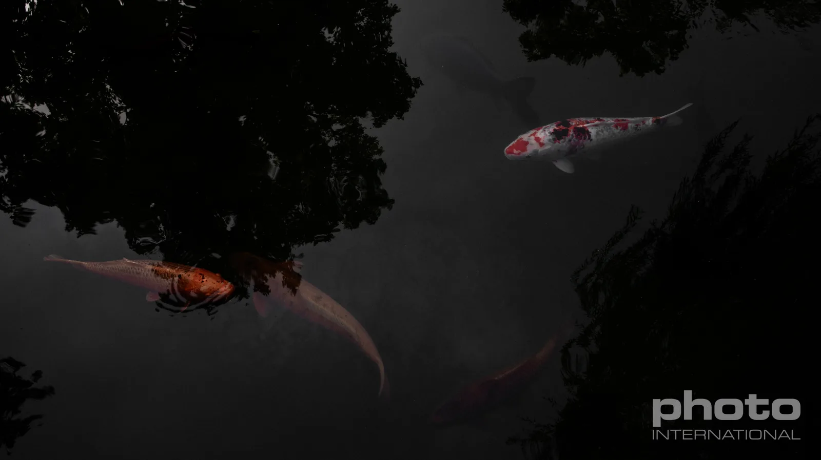 Koi 3