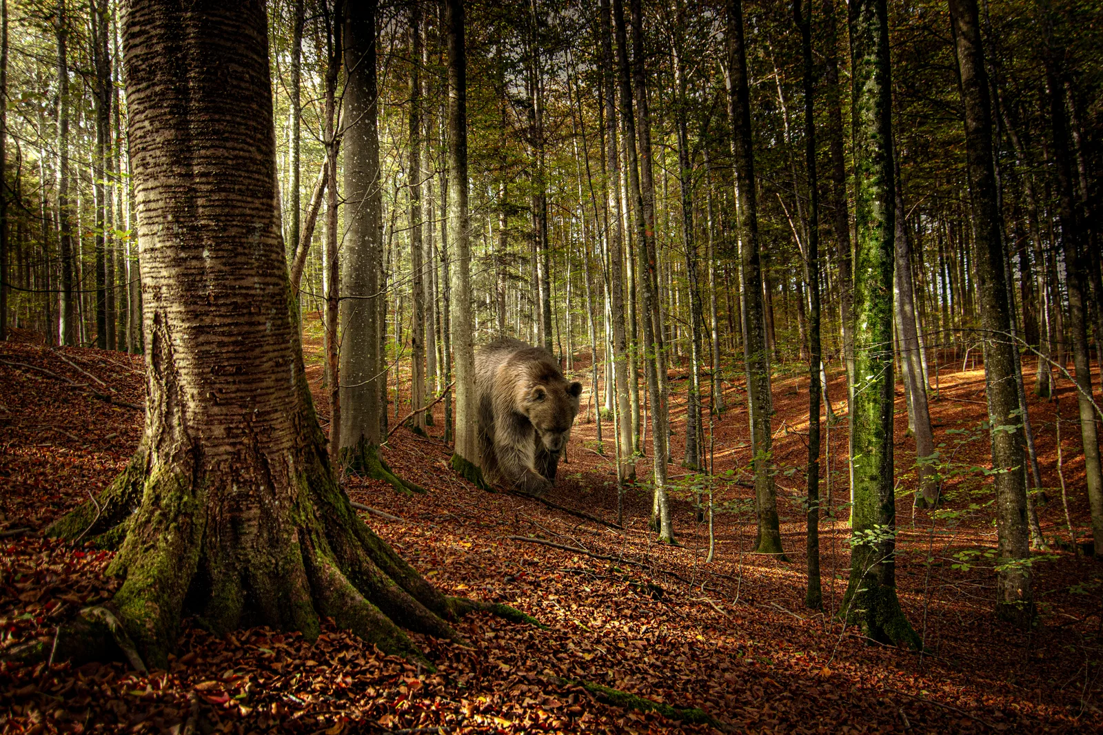 Forest Creature 8