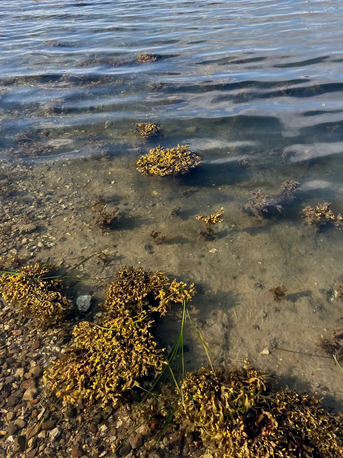 Breathing Water