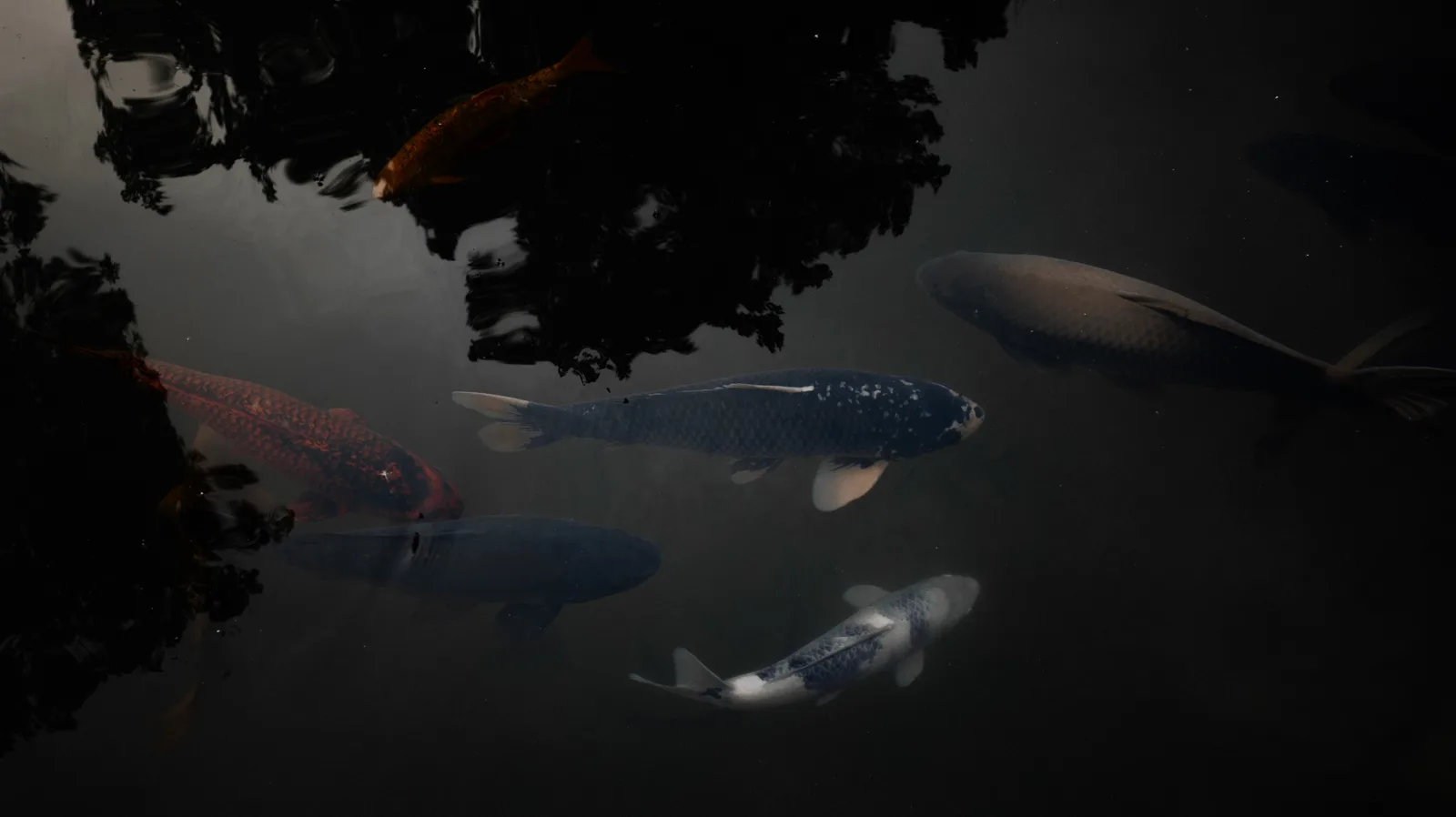 Koi 1
