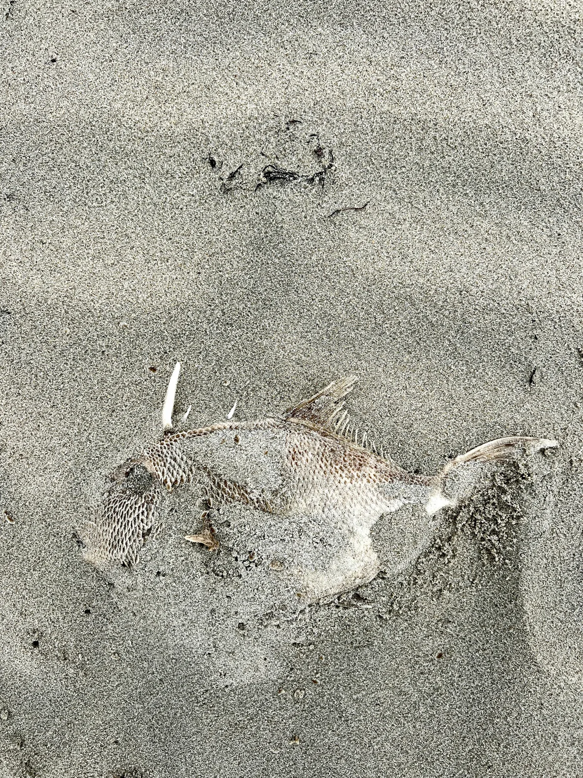 Fisch, sandig