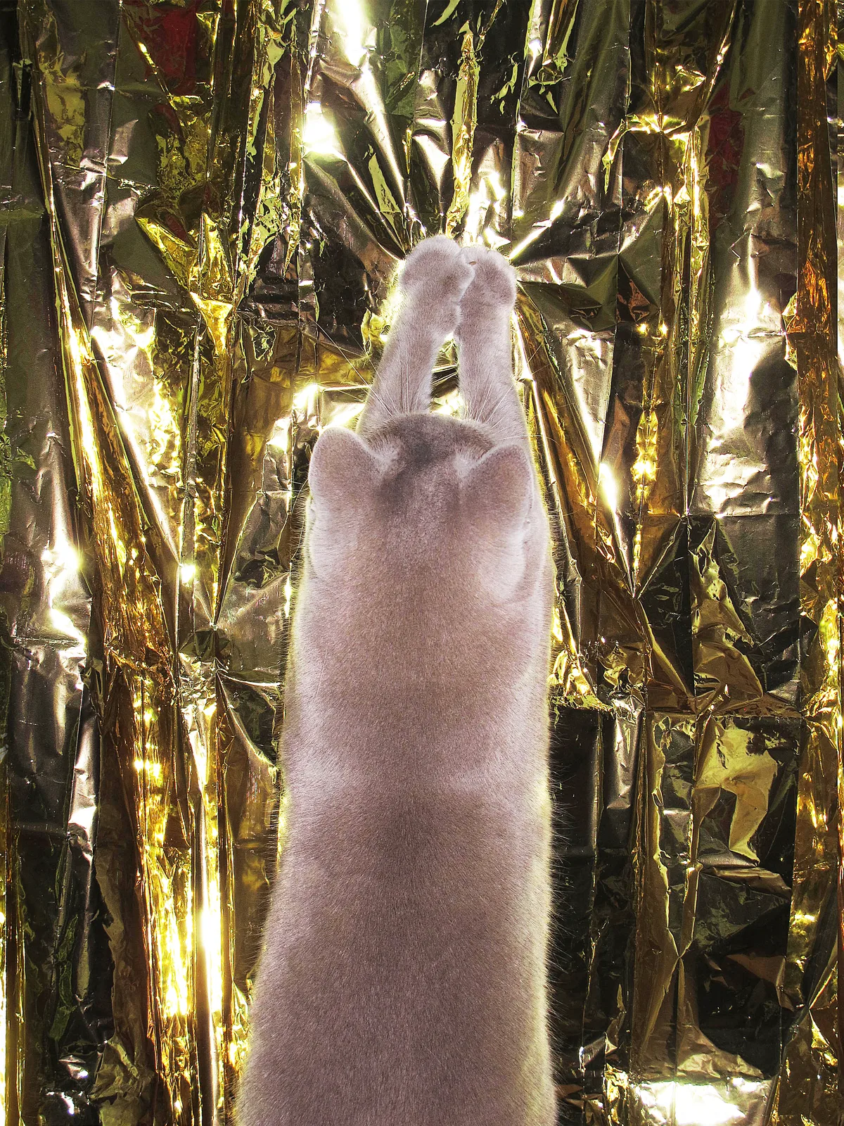 Shiny Things