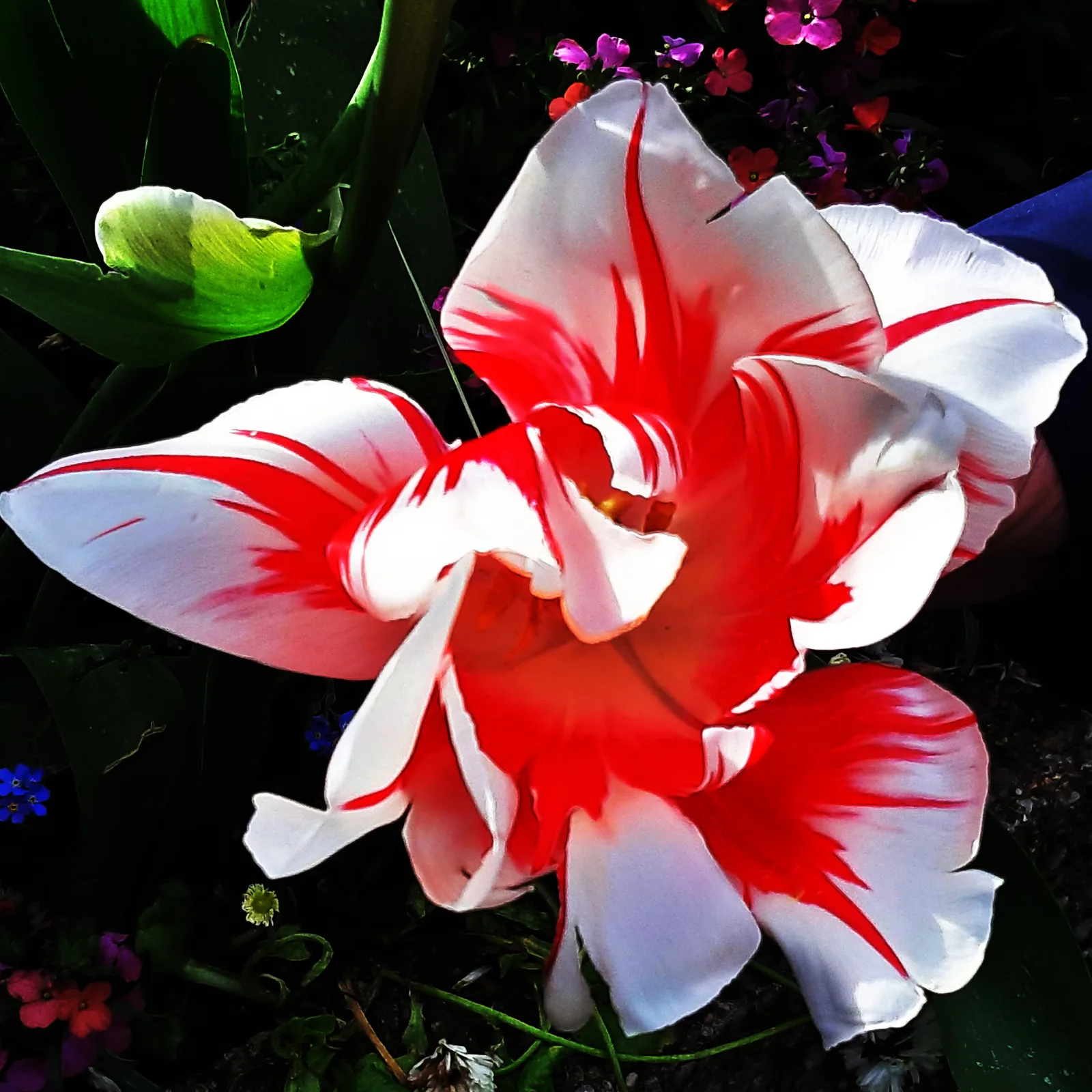 Tulipano chiaroscuro 7