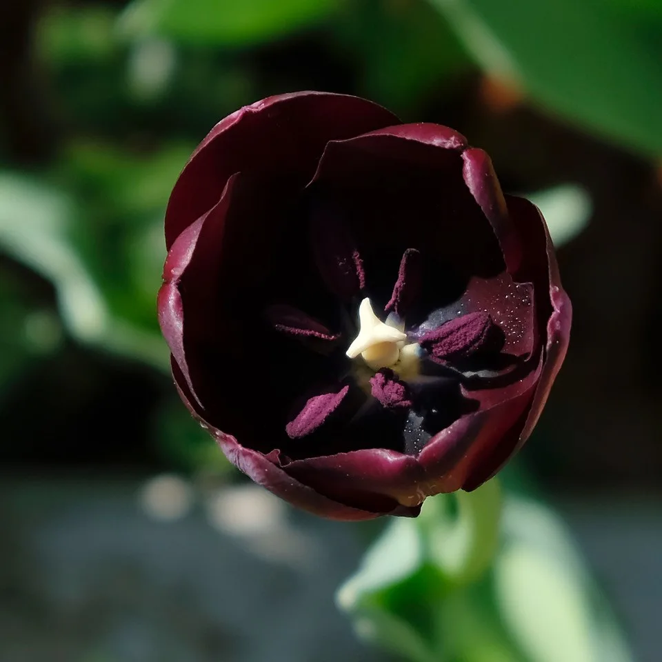 Innereien der Tulpe