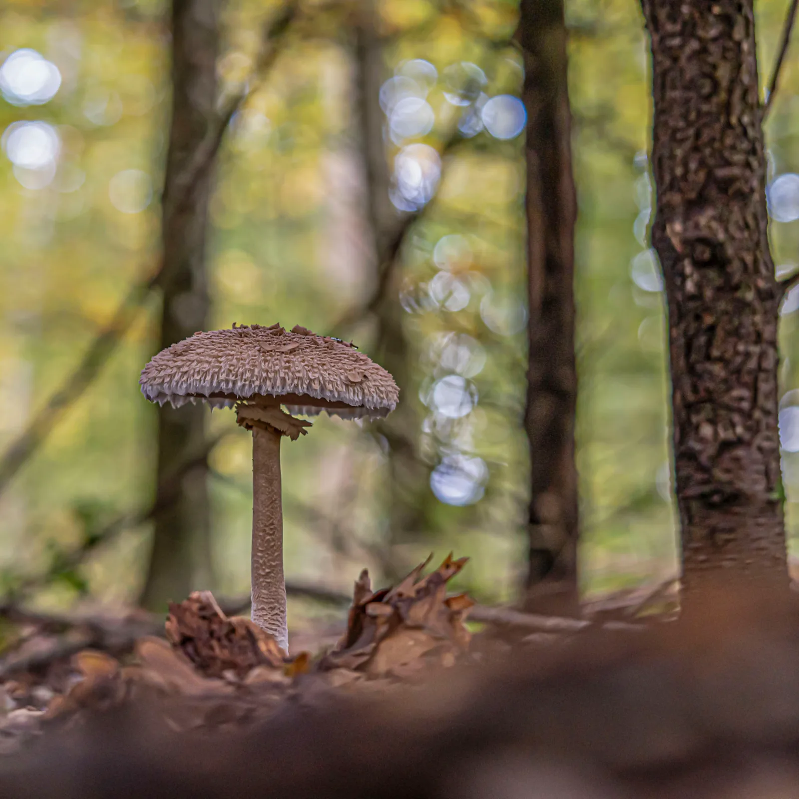 Parasol