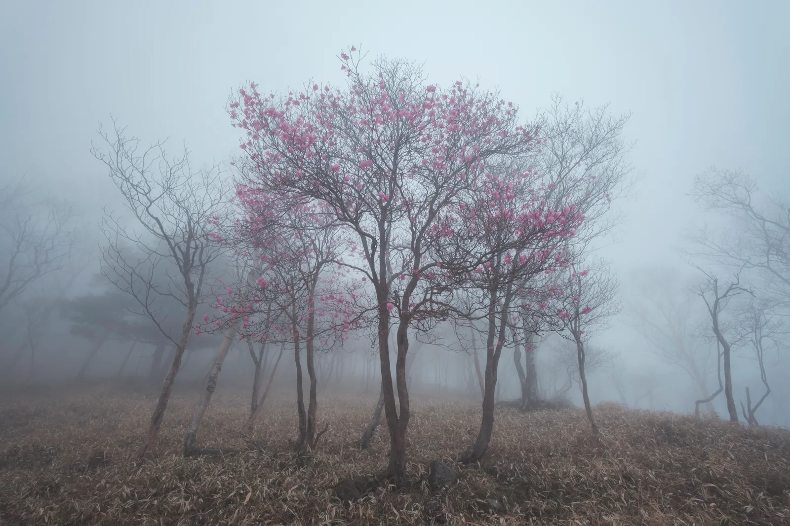 Aspect of Stillness 1