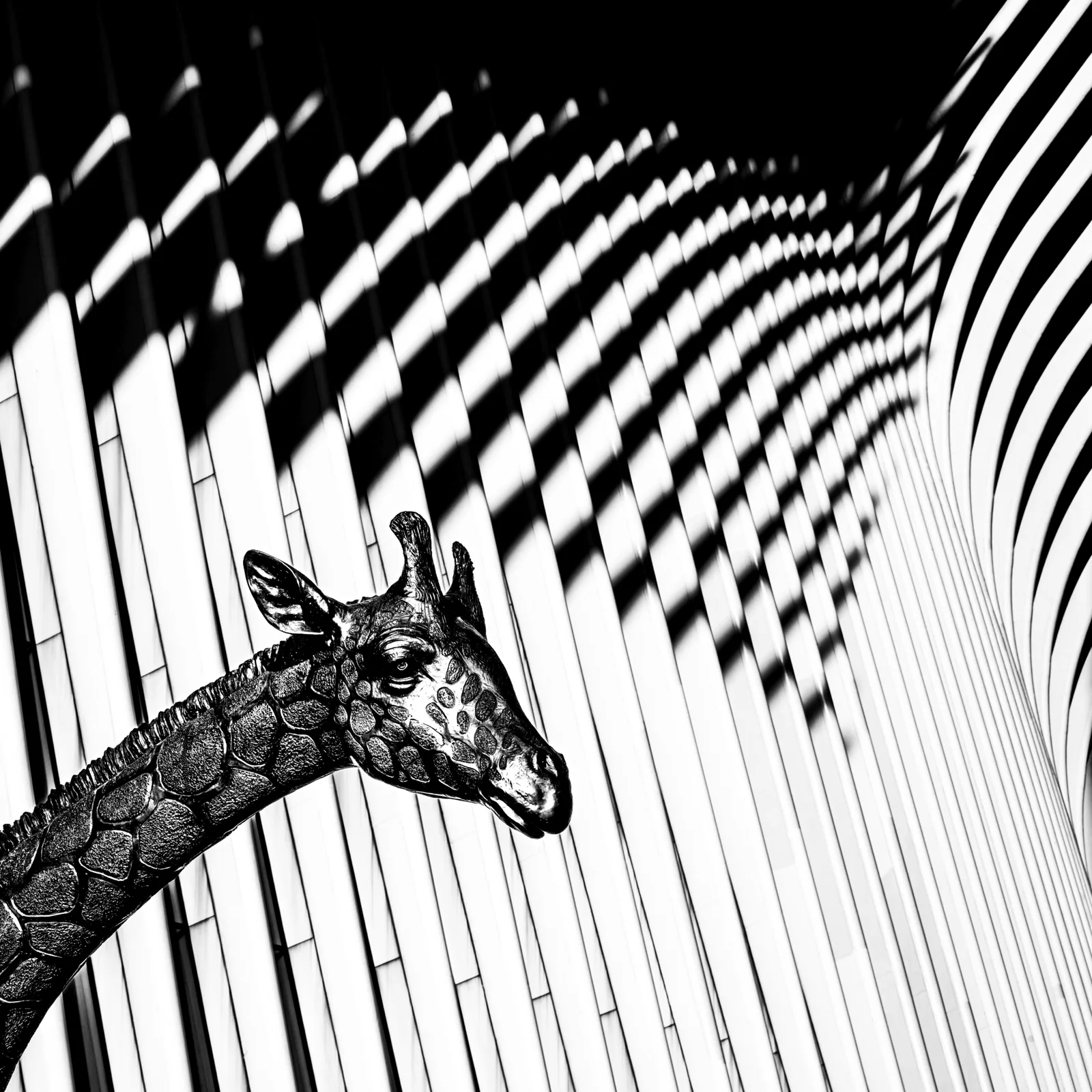 Oculus Giraffe