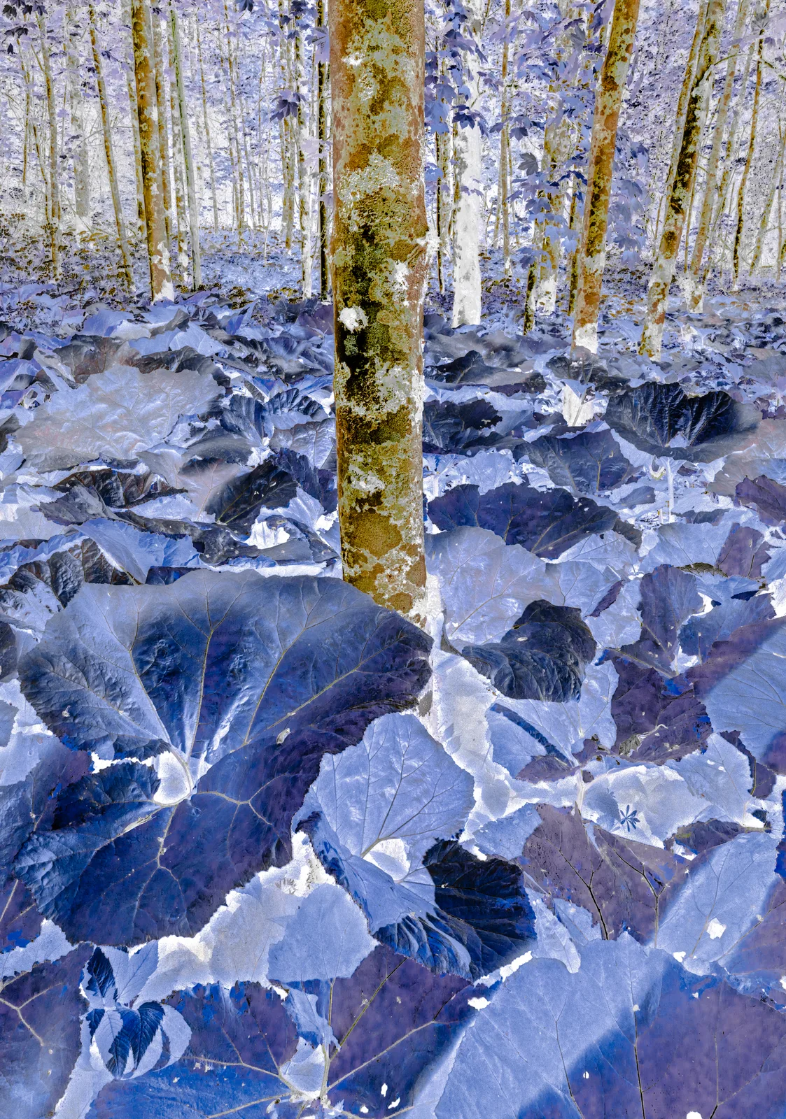 Au der Serie La Lucelle