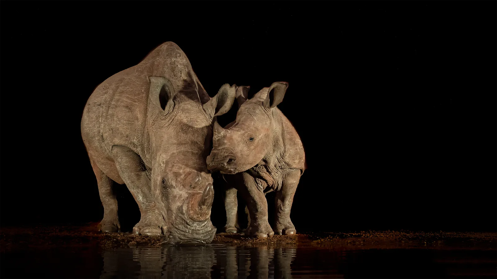 Nashorn-MuKi