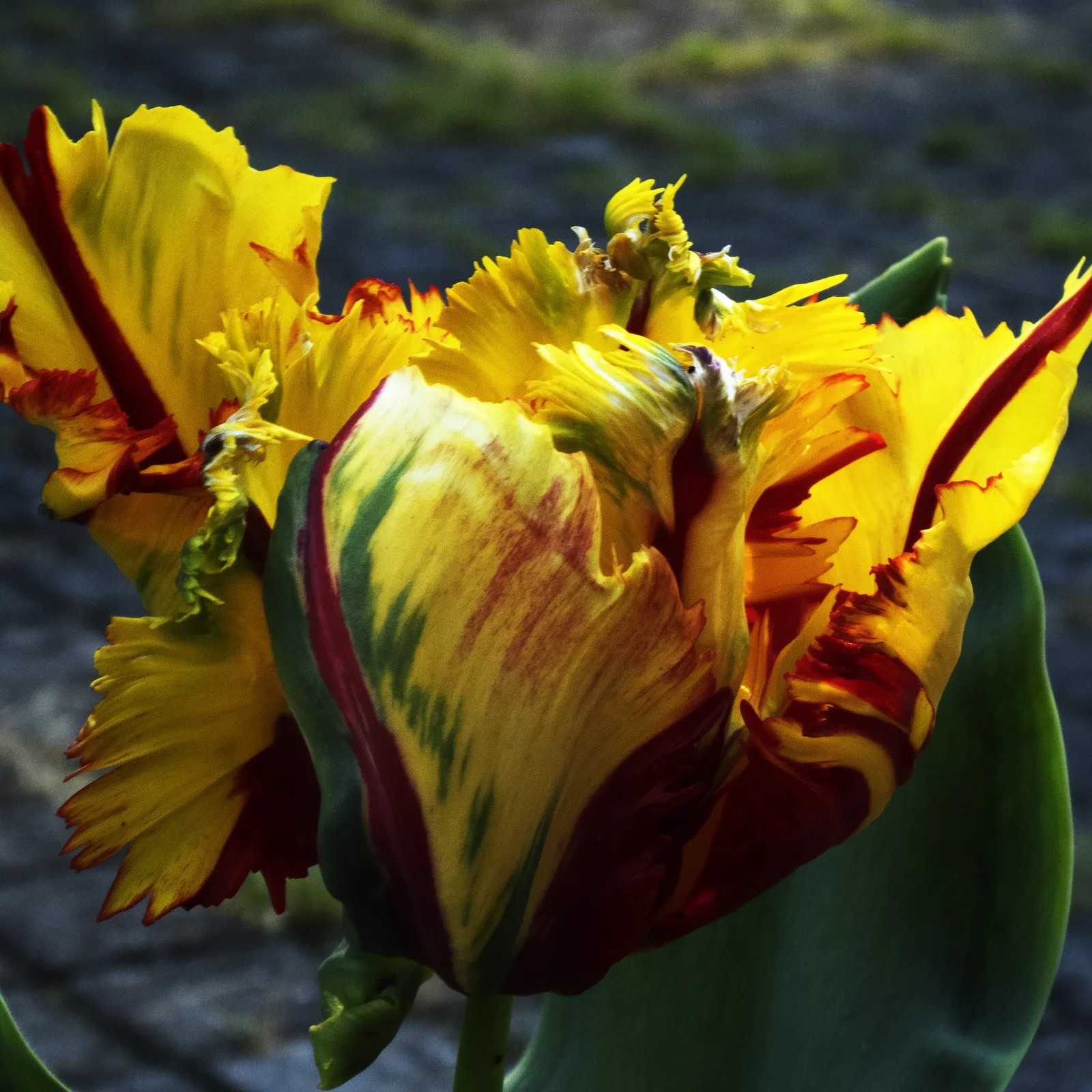 Tulipano chiaroscuro 4