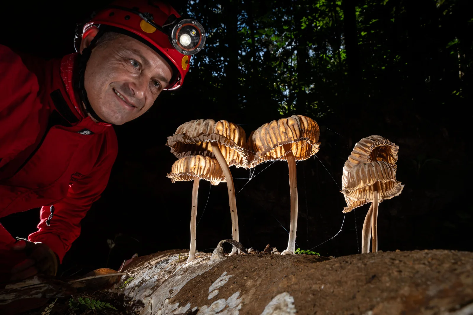 Magic Mushrooms