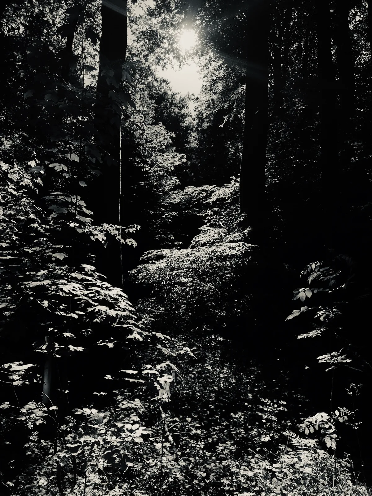 «Biotop» N°5, Bireggwald Luzern