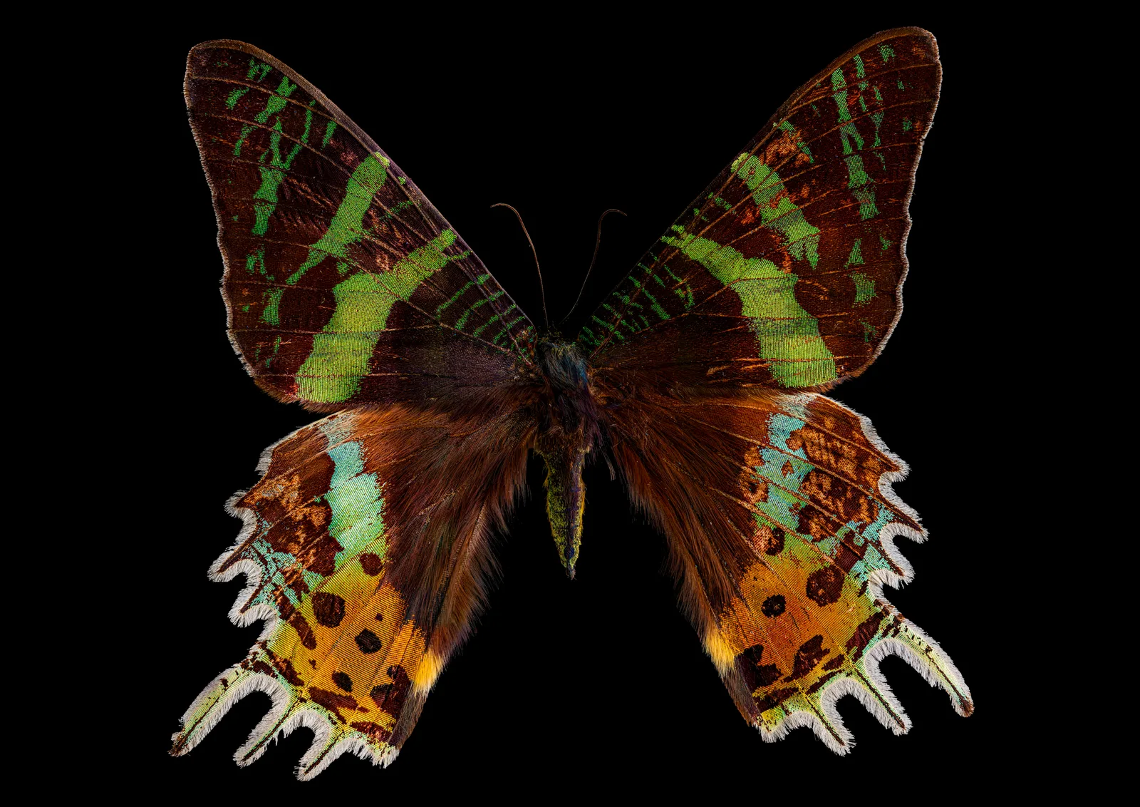 Urania ripheus - Übersicht