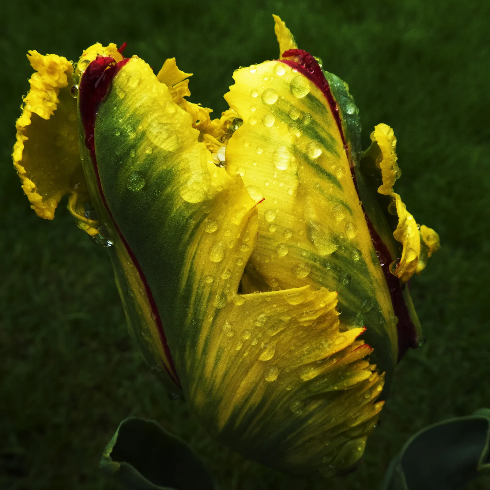 Tulipano chiaroscuro 9