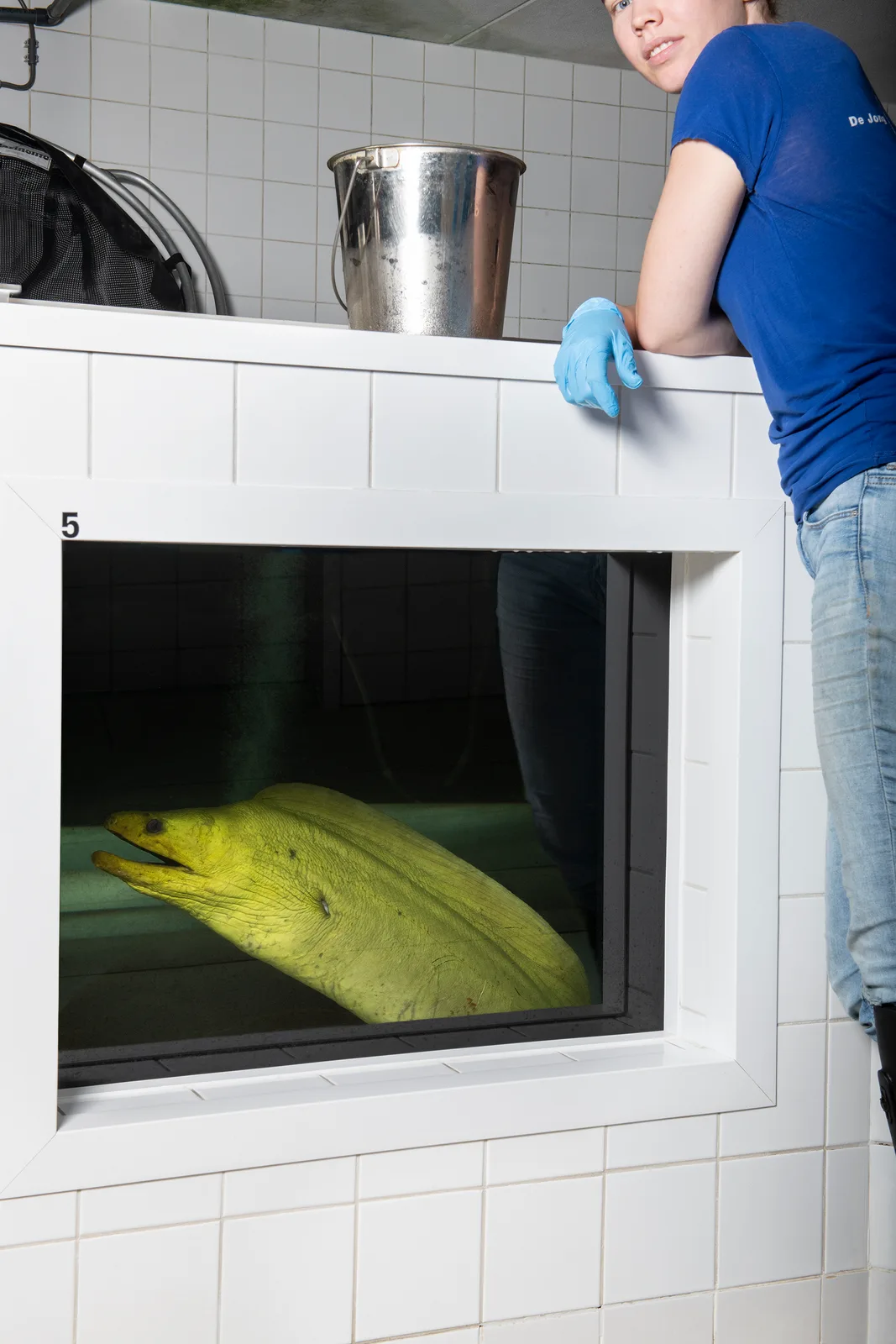 Moray eel at the world's largest wholesaler