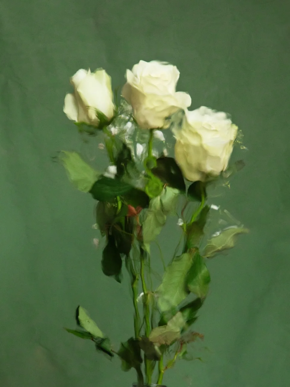 The Fresh White