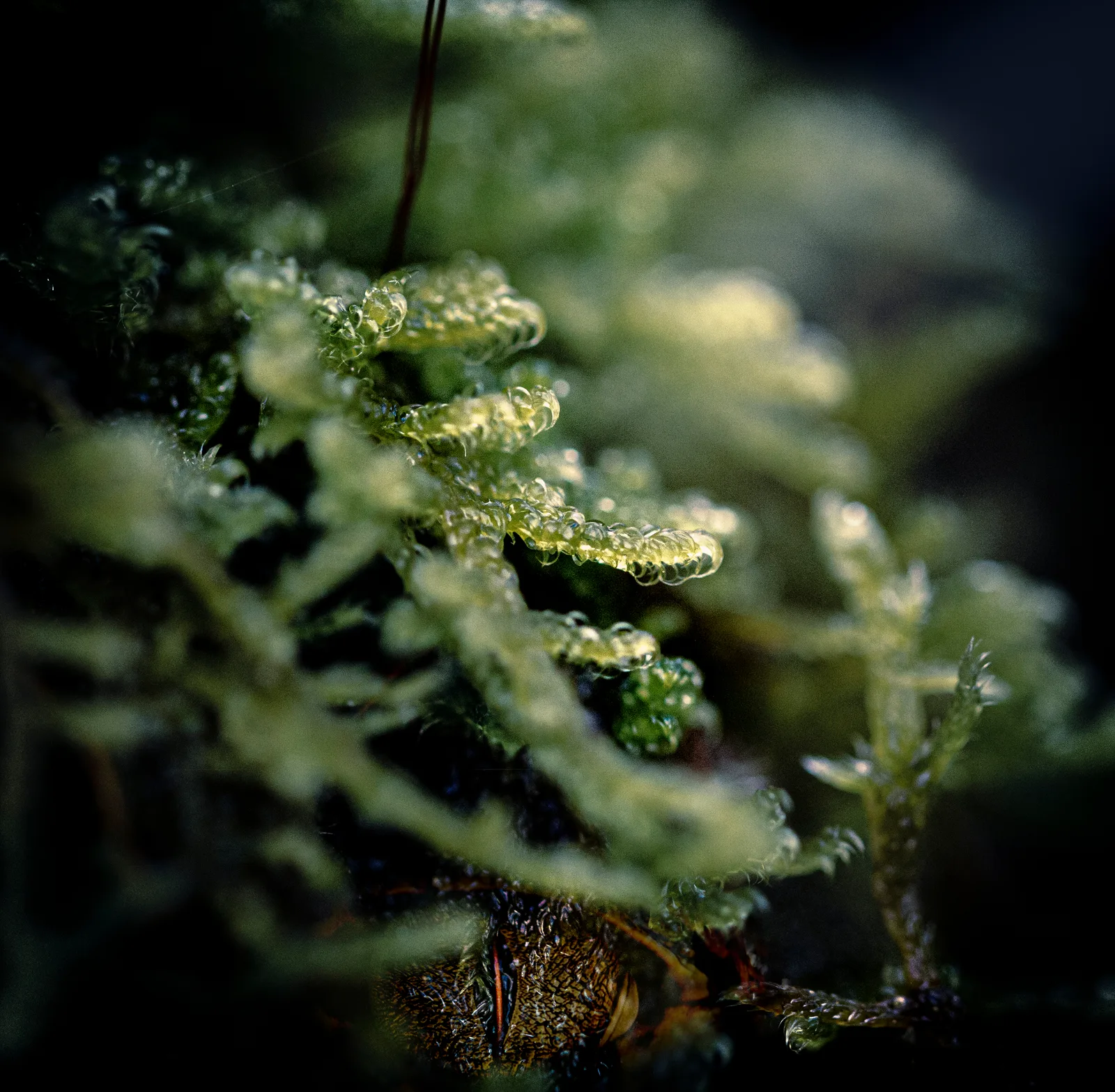Forest Creature 1