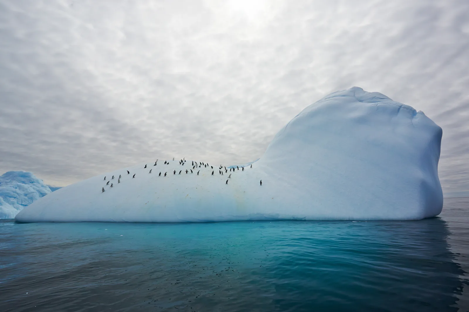 Antarktis, Baileys Head: Ein Gruppe von Zügelpinguinen lassen sich auf einem wunderschön geformten Eisberg nieder.