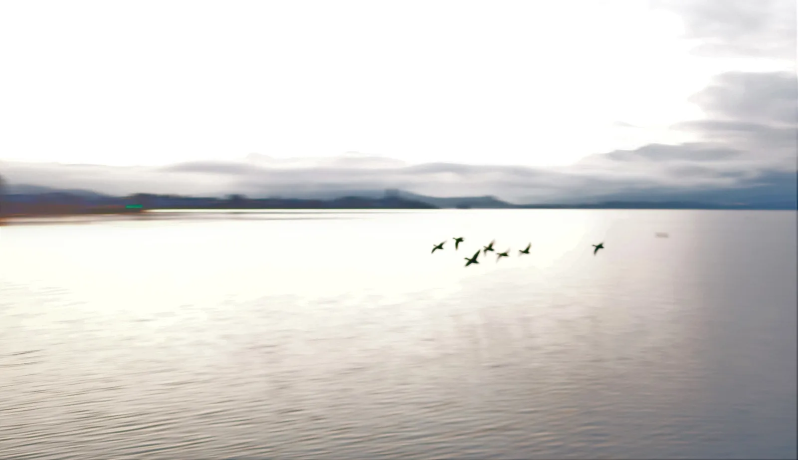 S5 Enten im Flug