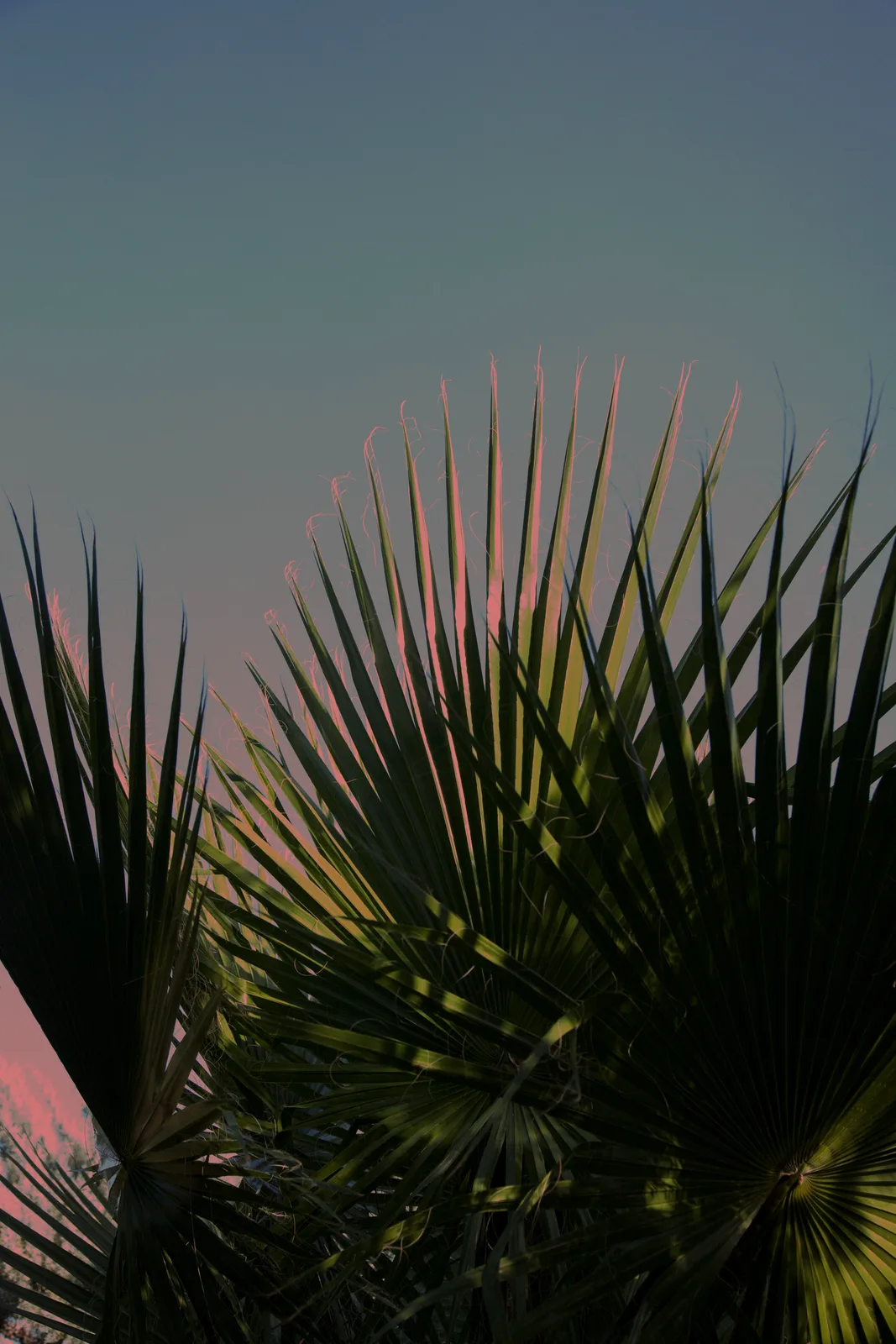 Palms on light blue