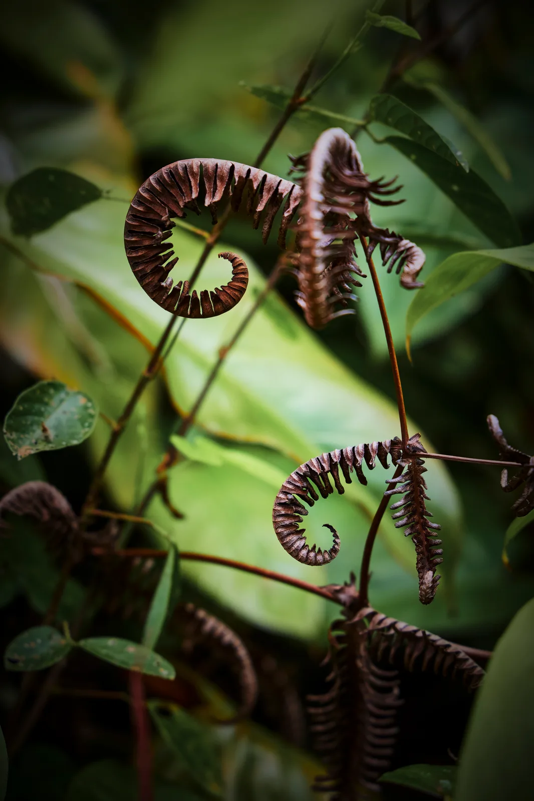 Dicranopteris