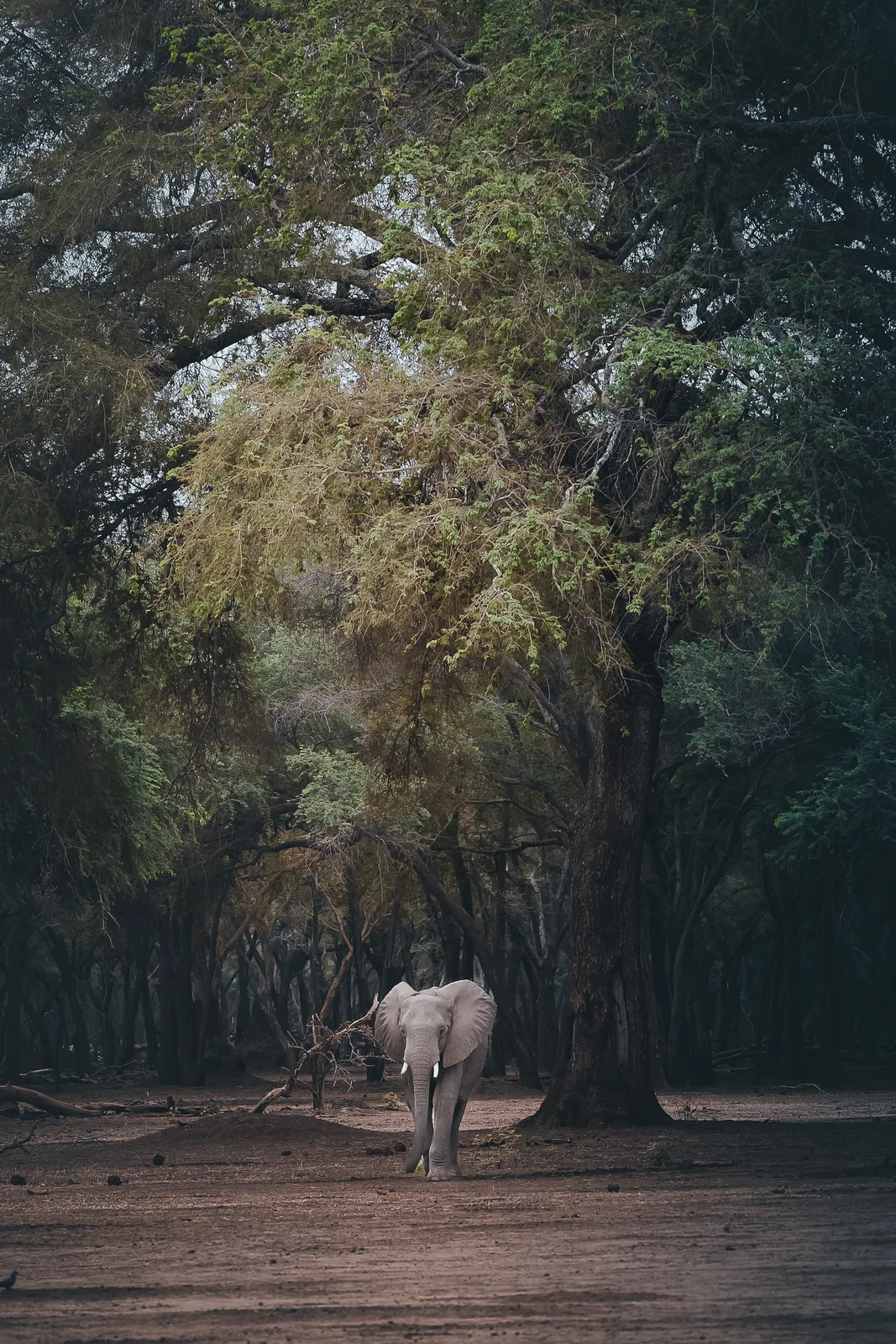 Elephant in Acacia Forest