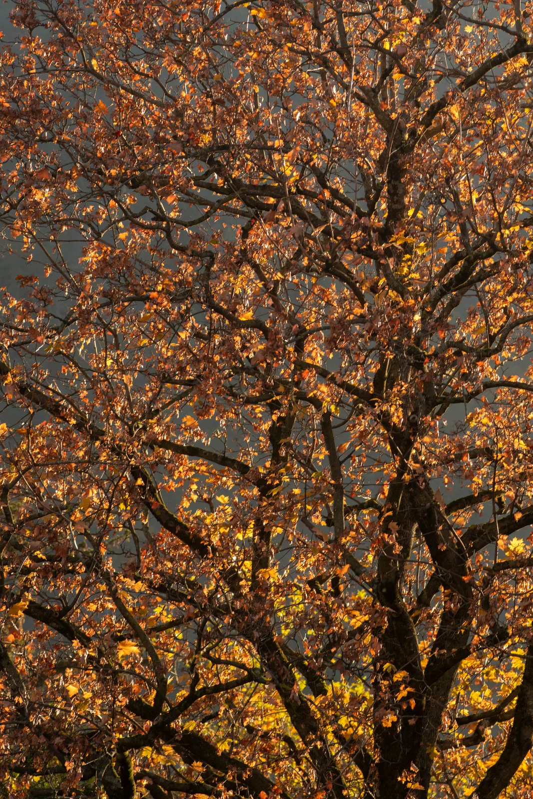 Ohne Titel