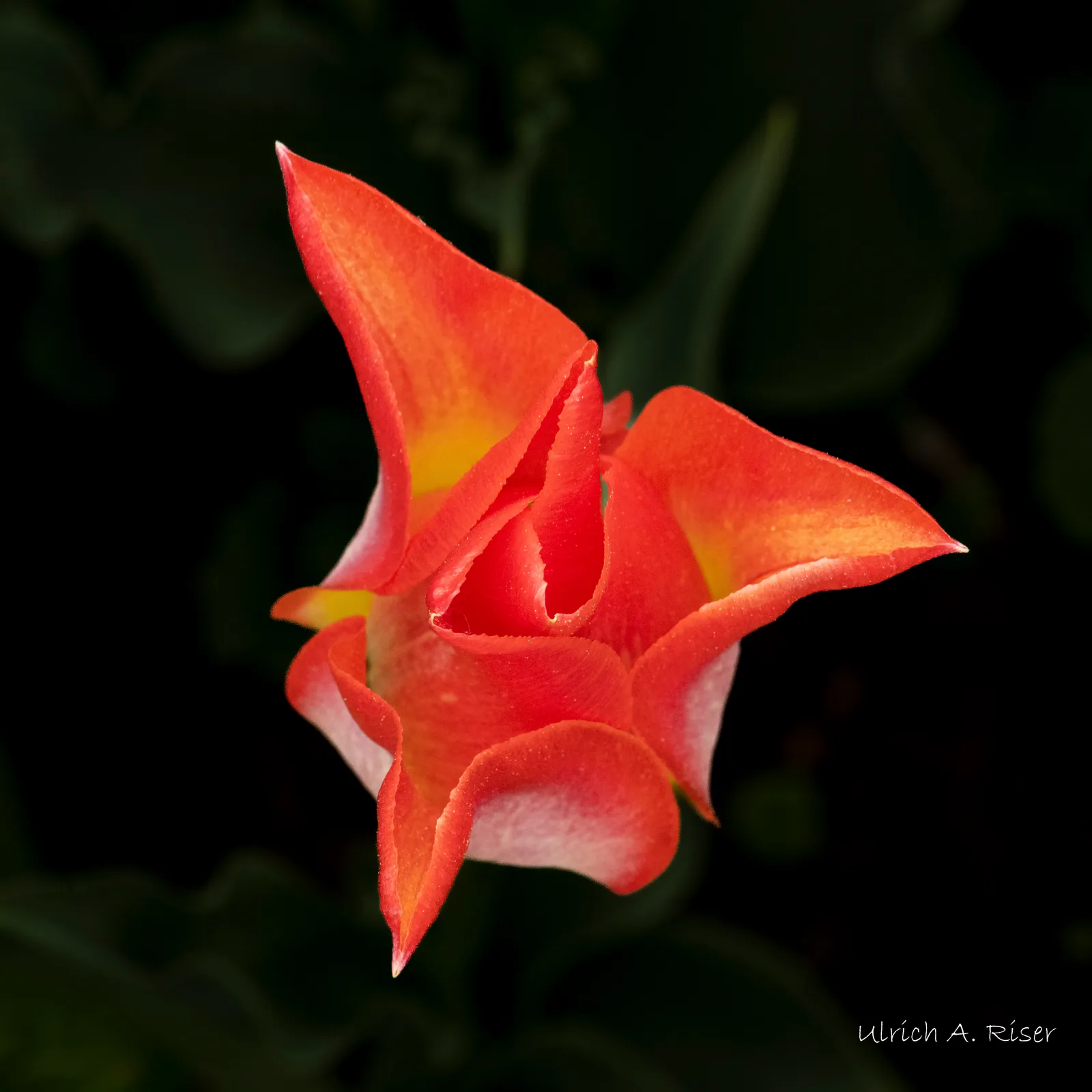 Tulpe, rot, orange, gelb