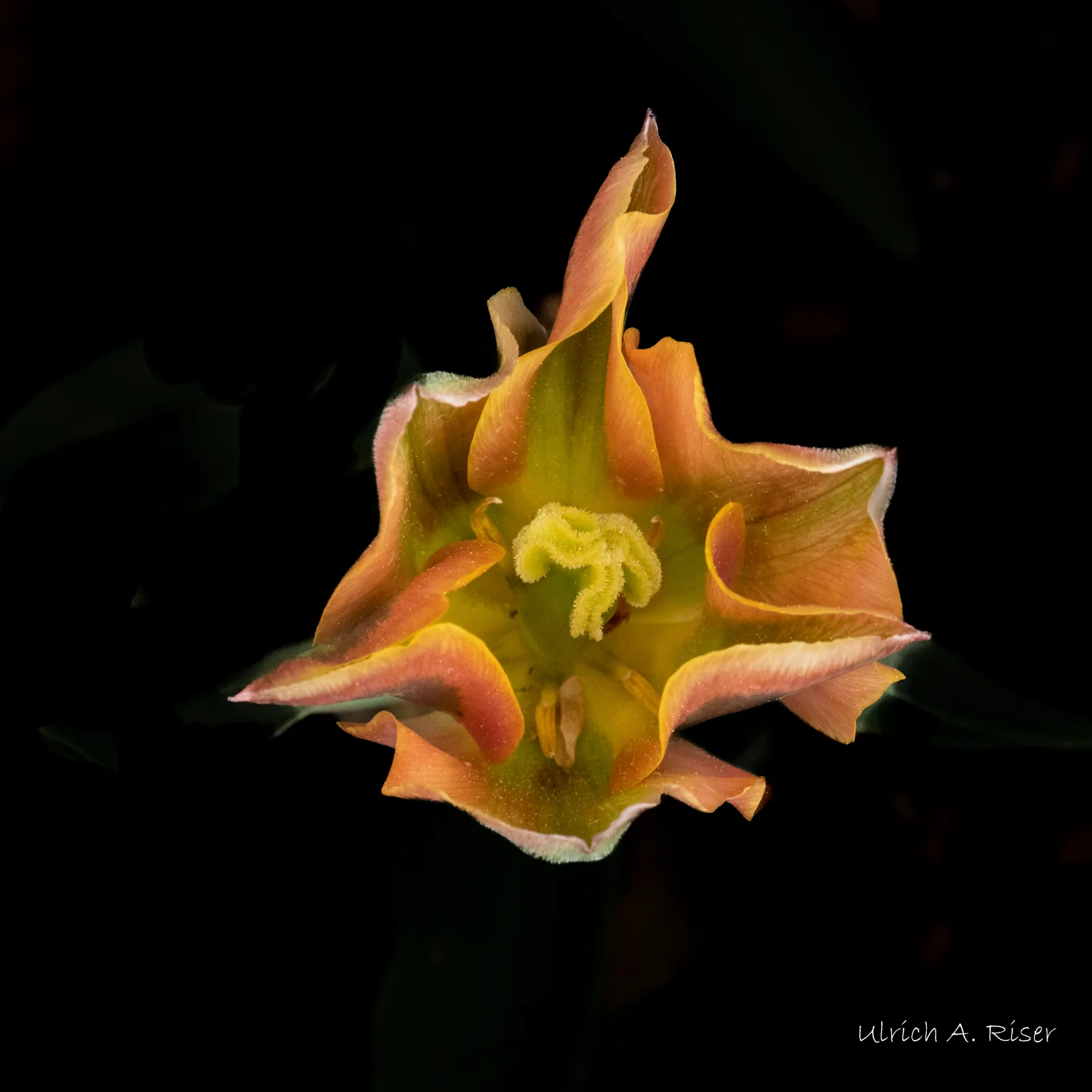 Tulpe gelborange
