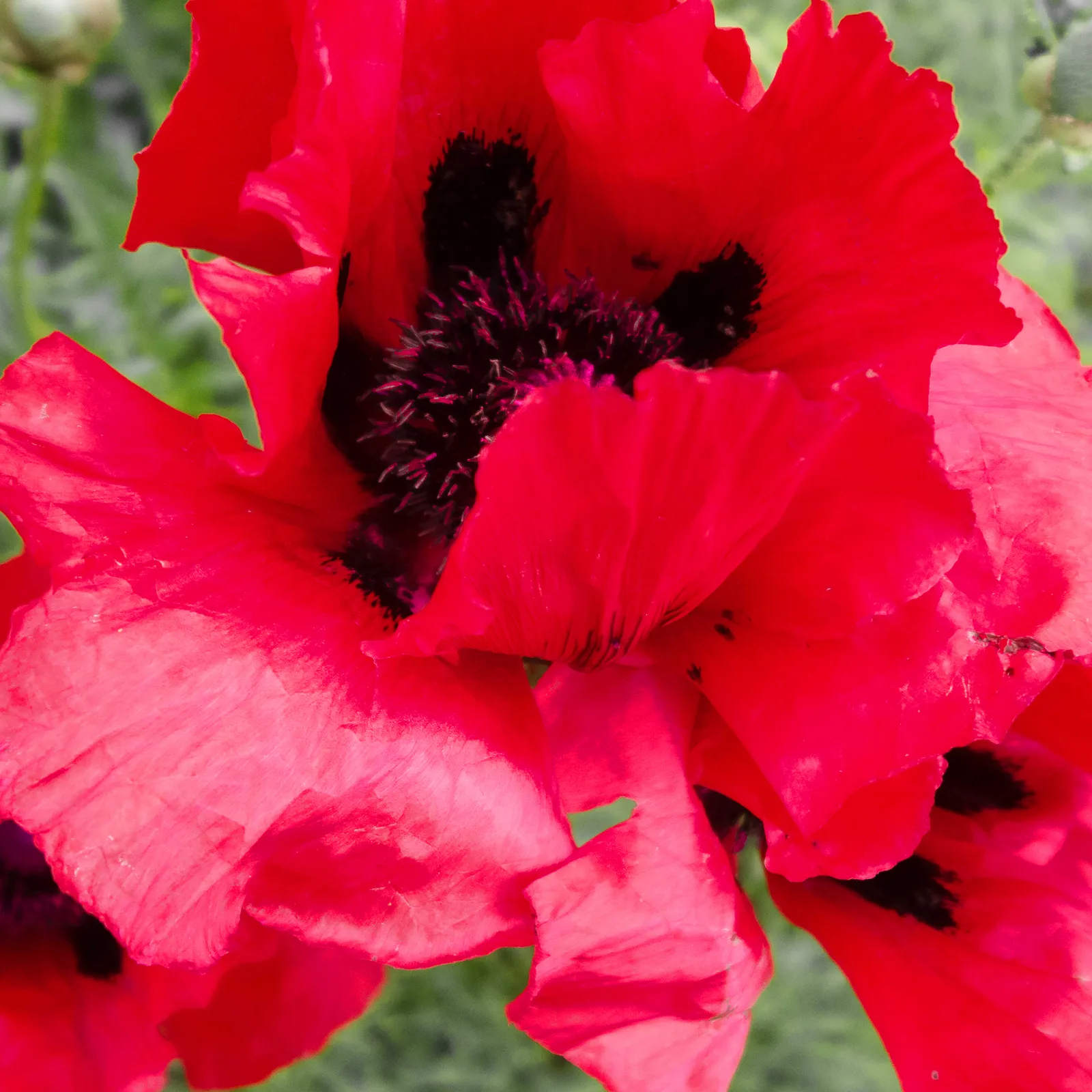 Papaver 3