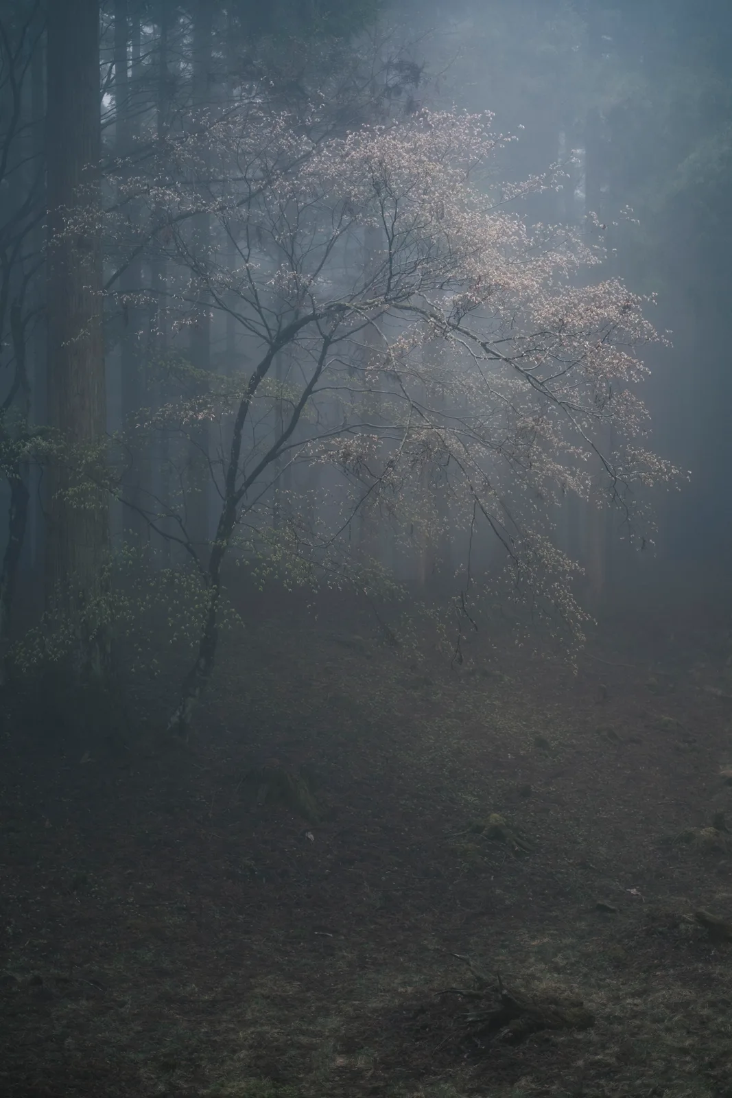 Aspect of Stillness 2