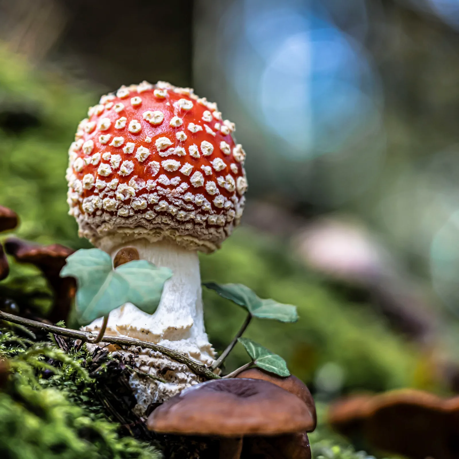 Fliegenpilz
