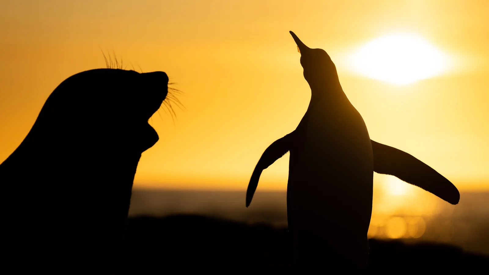 Making friends at sunrise