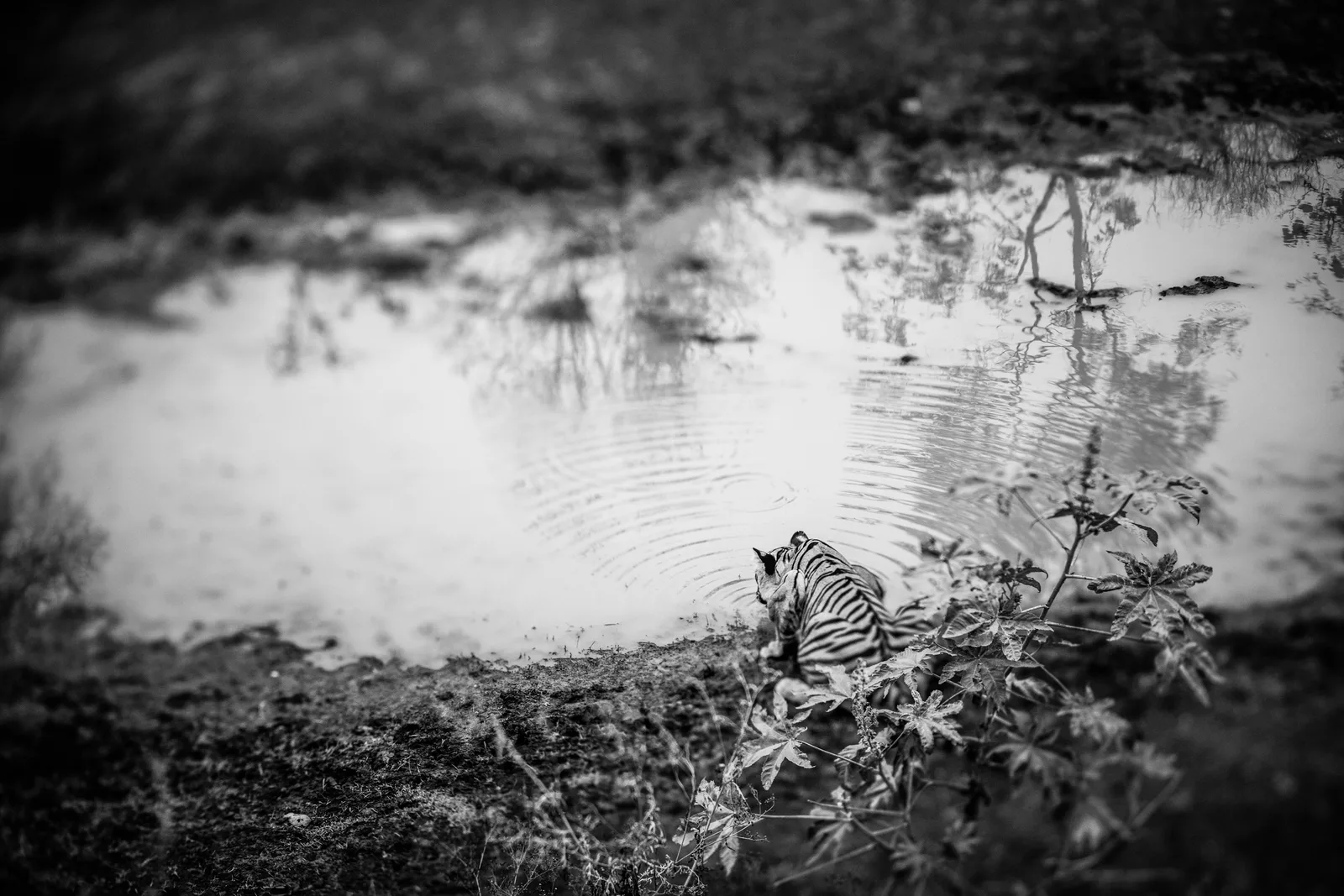 Ripples