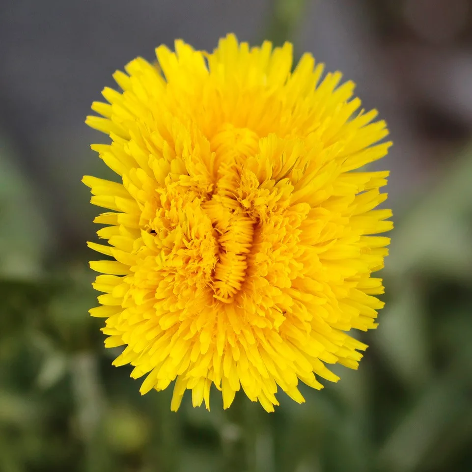 Doppelte Blüte Löwenzahn
