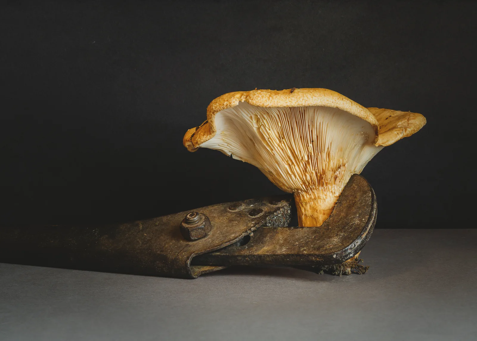 Pilz