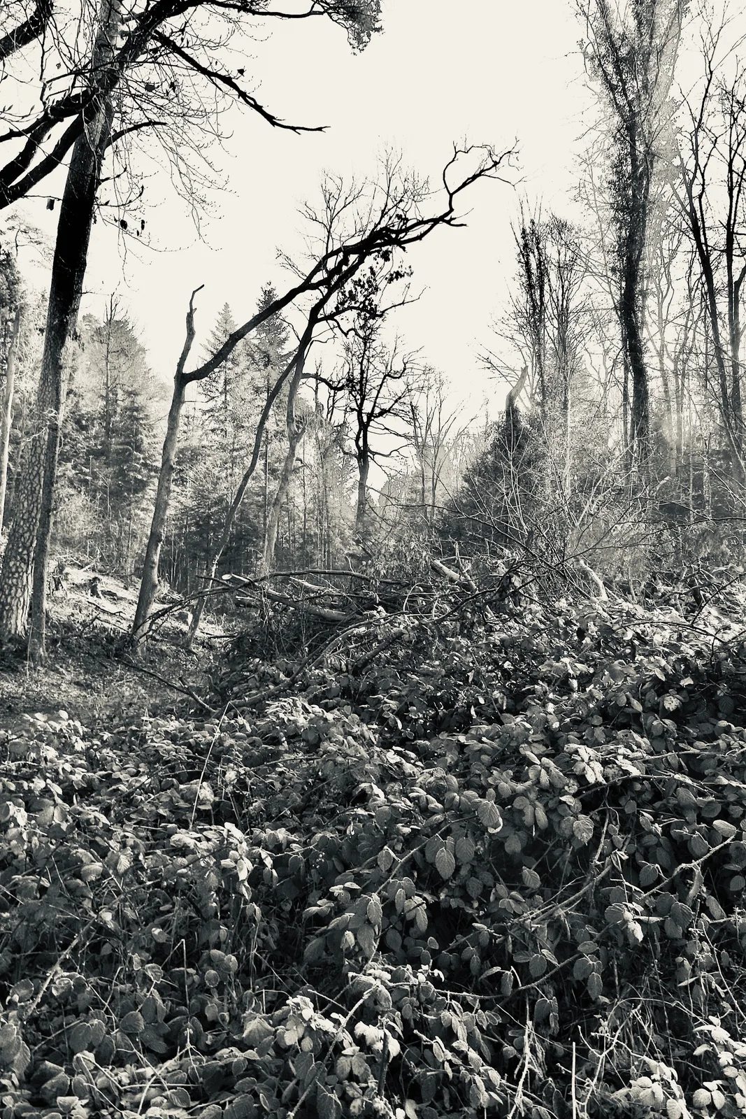 «Biotop» N°3, Bireggwald Luzern