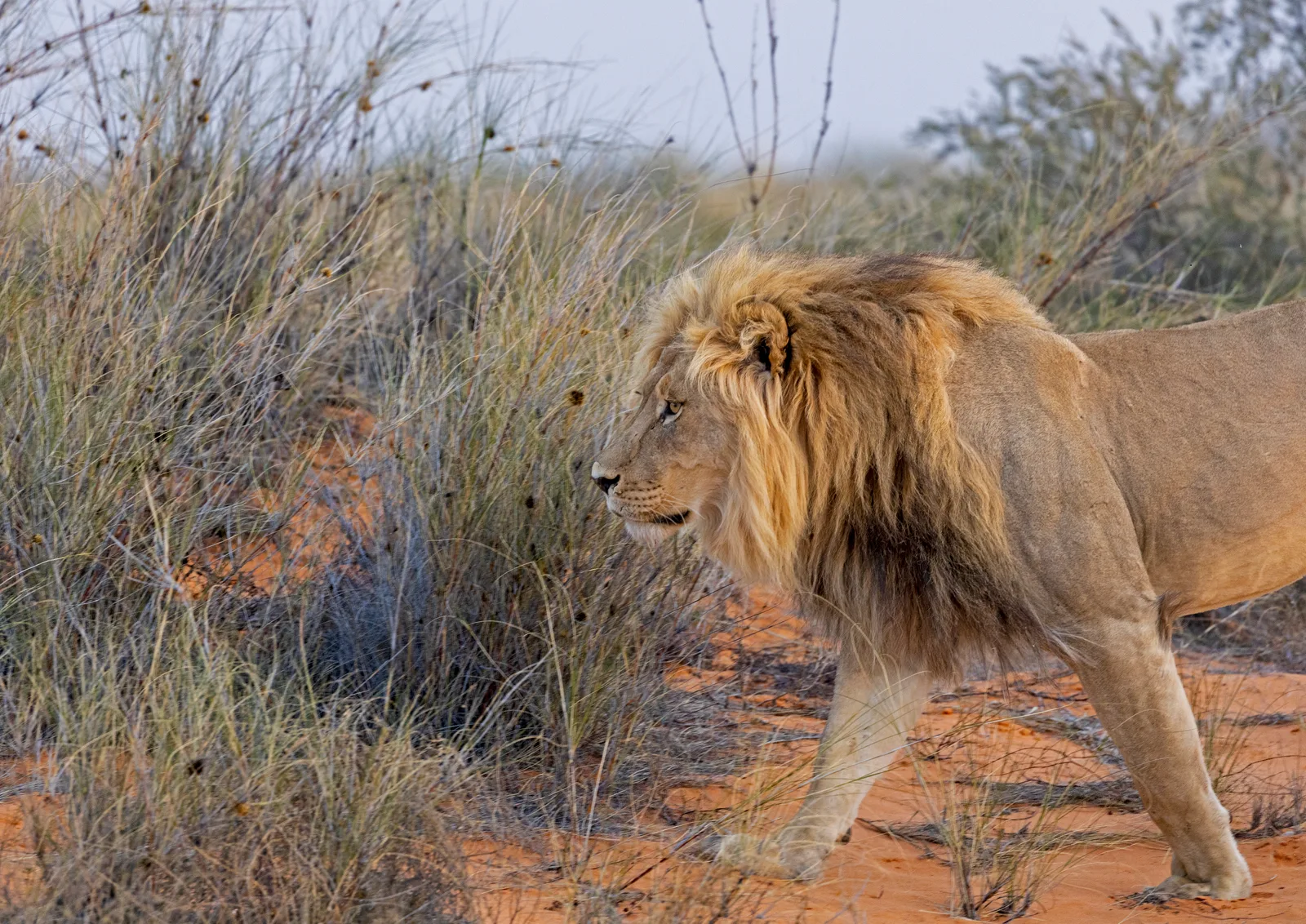 Löwe in der Kalahari
