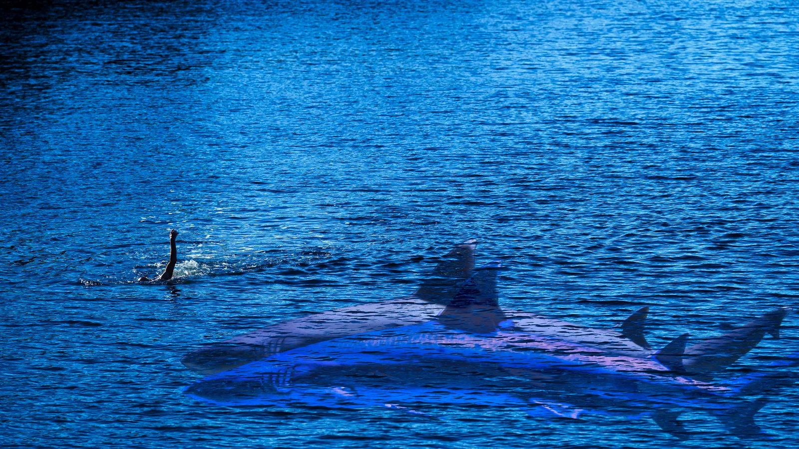 LONELY SWIMMER
