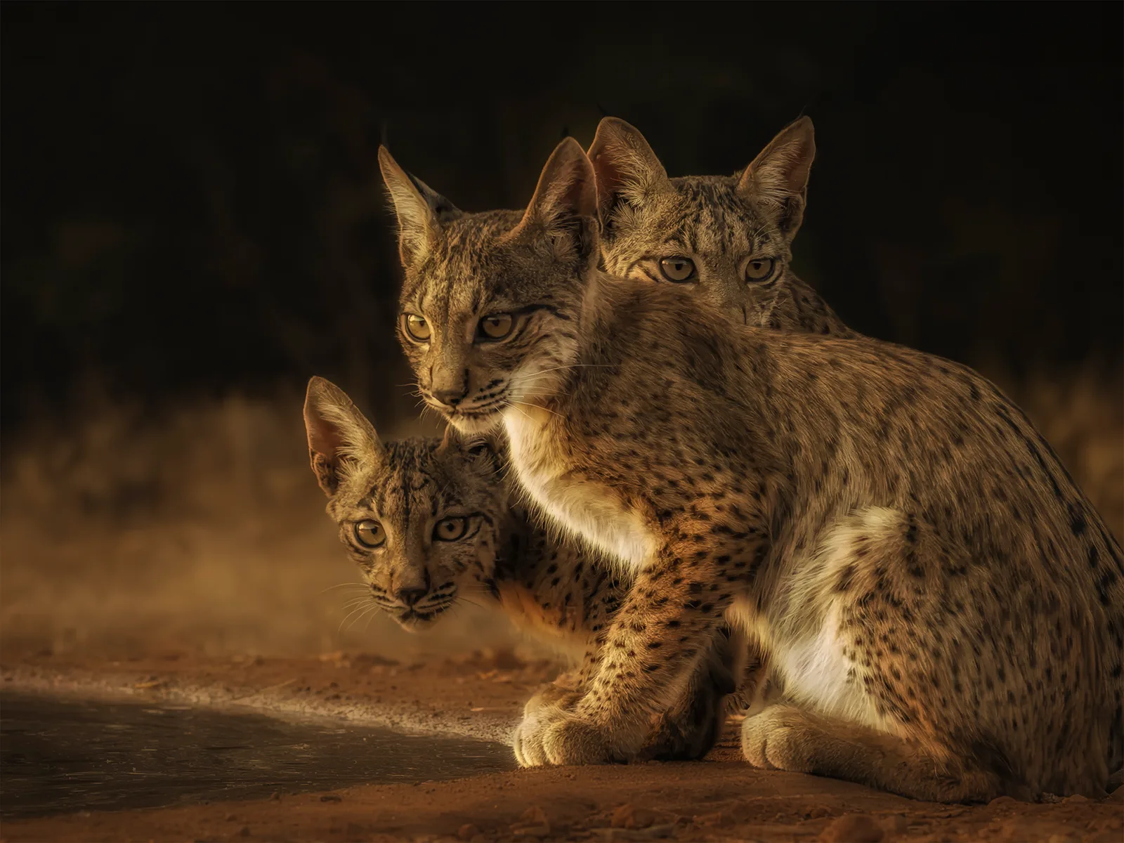 Auf den Spuren des Iberischen Luchs (Jungtiere)