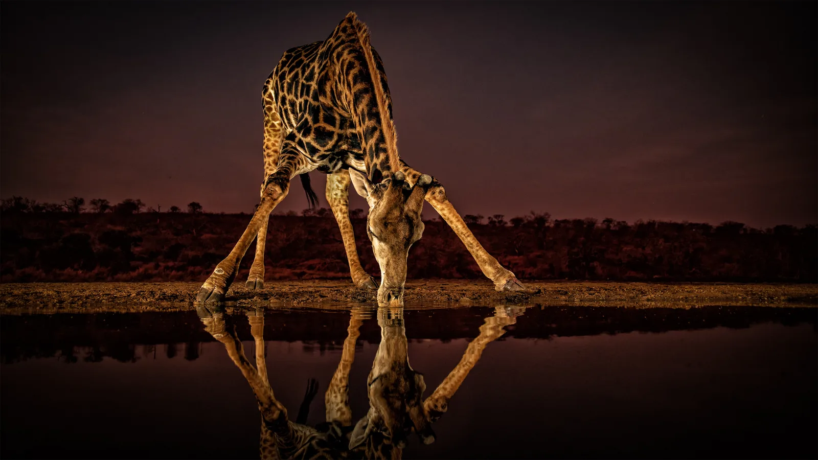 Giraffe