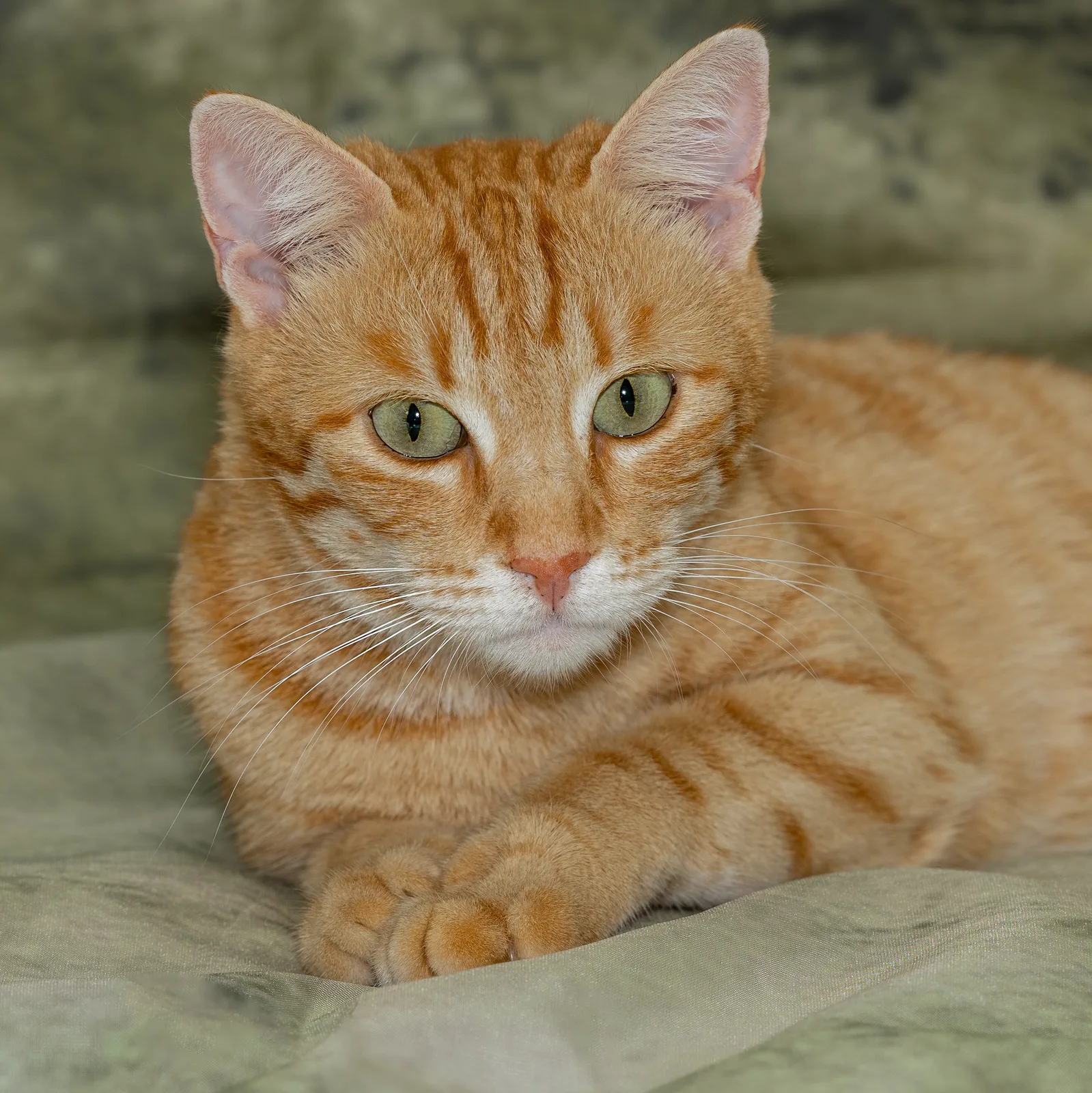 Ginger