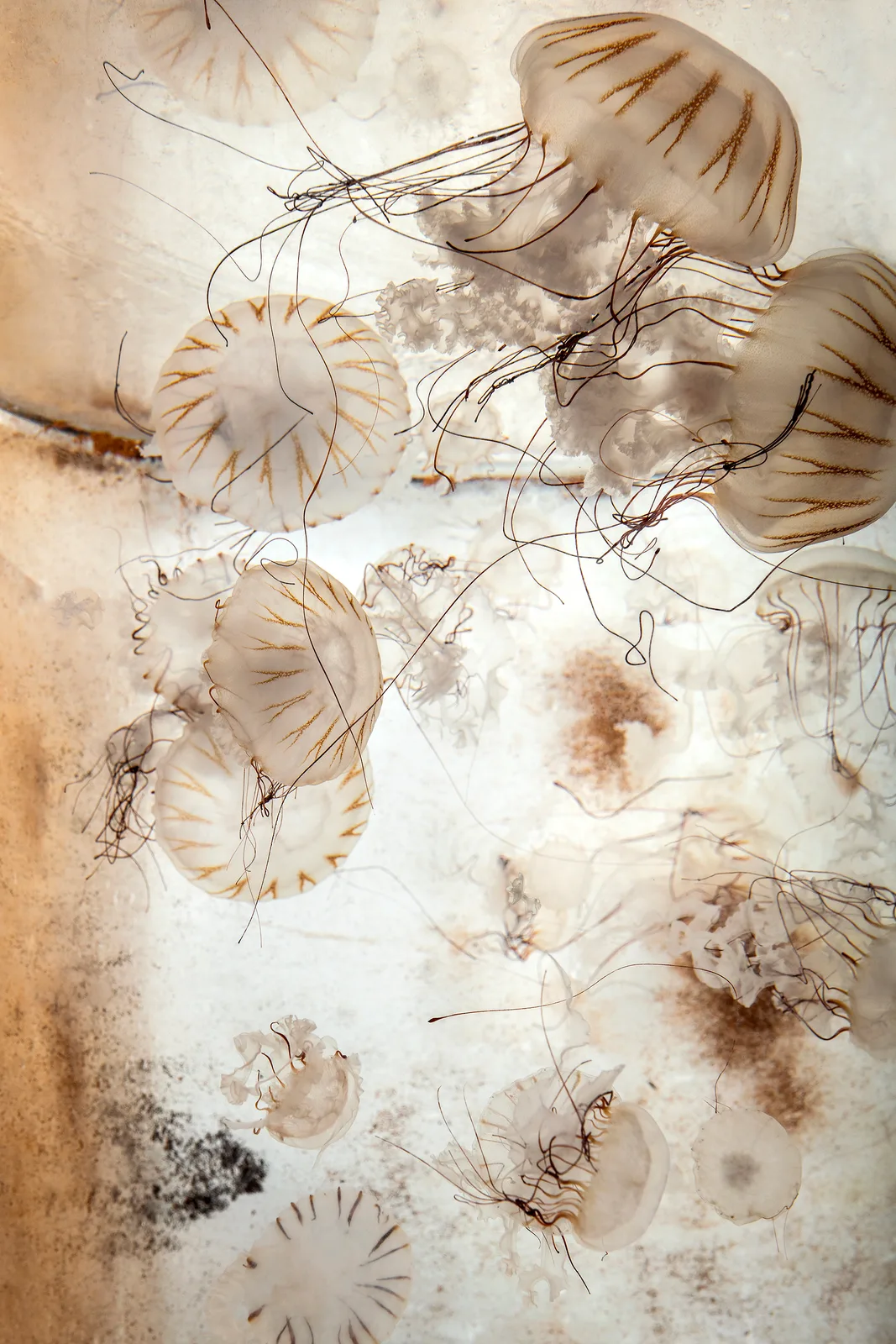 Jellyfish farm in France