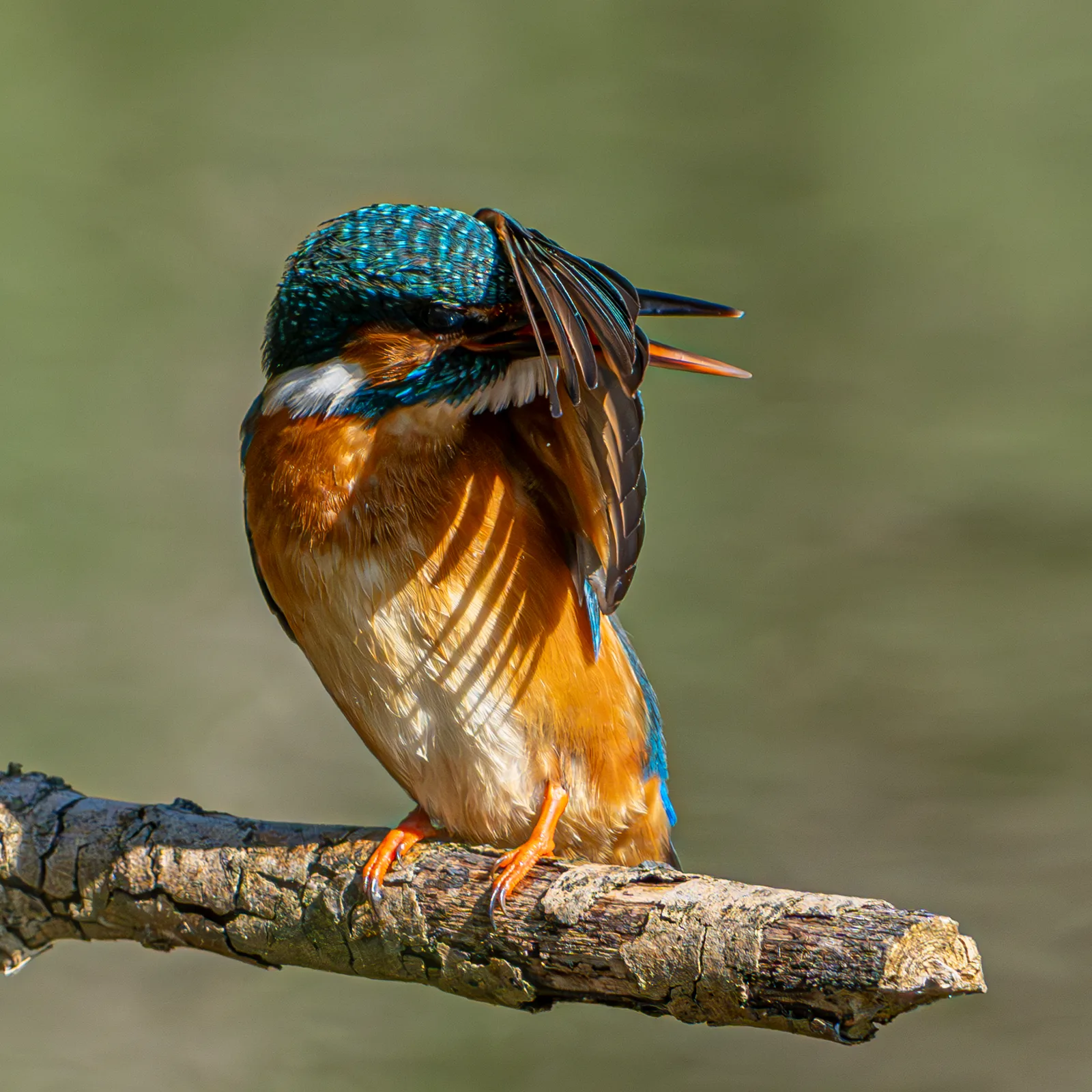 Kingfisher preening its plumage