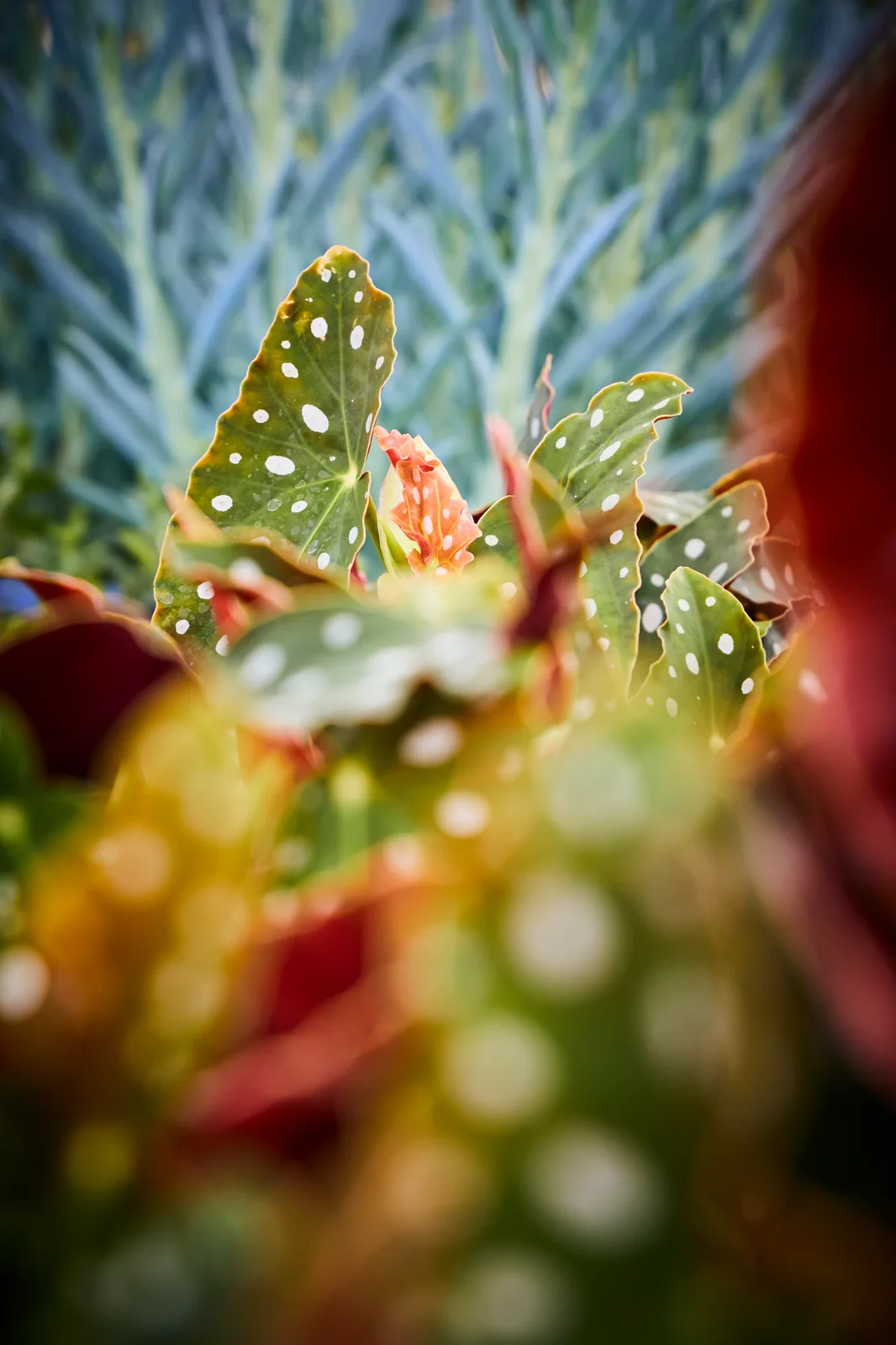 Begonia