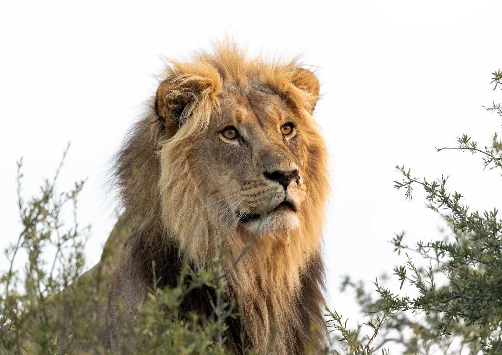 The King