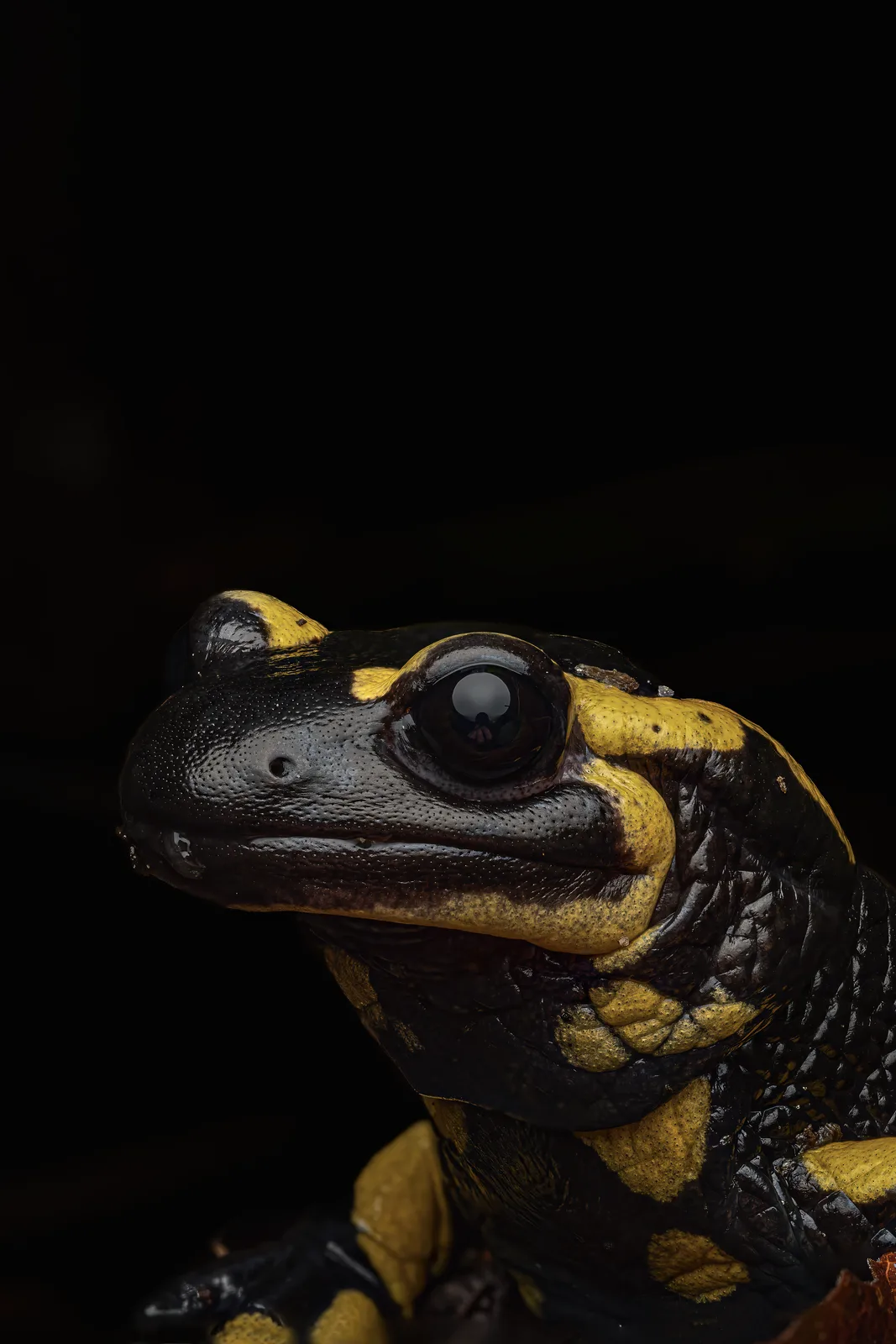 Feuersalamander an einem regnerischen Tag