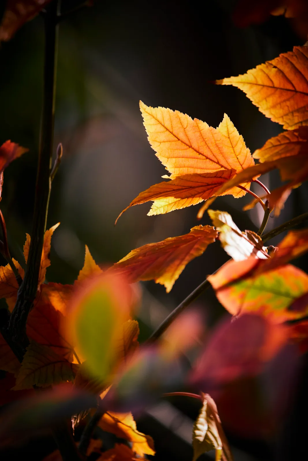 Acer