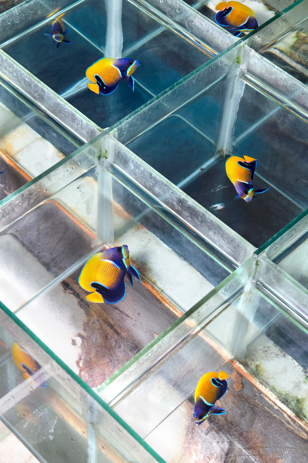 The Majestic Angelfish at a wholesaler in Indonesia – the biggest exporting country of aquarium fish