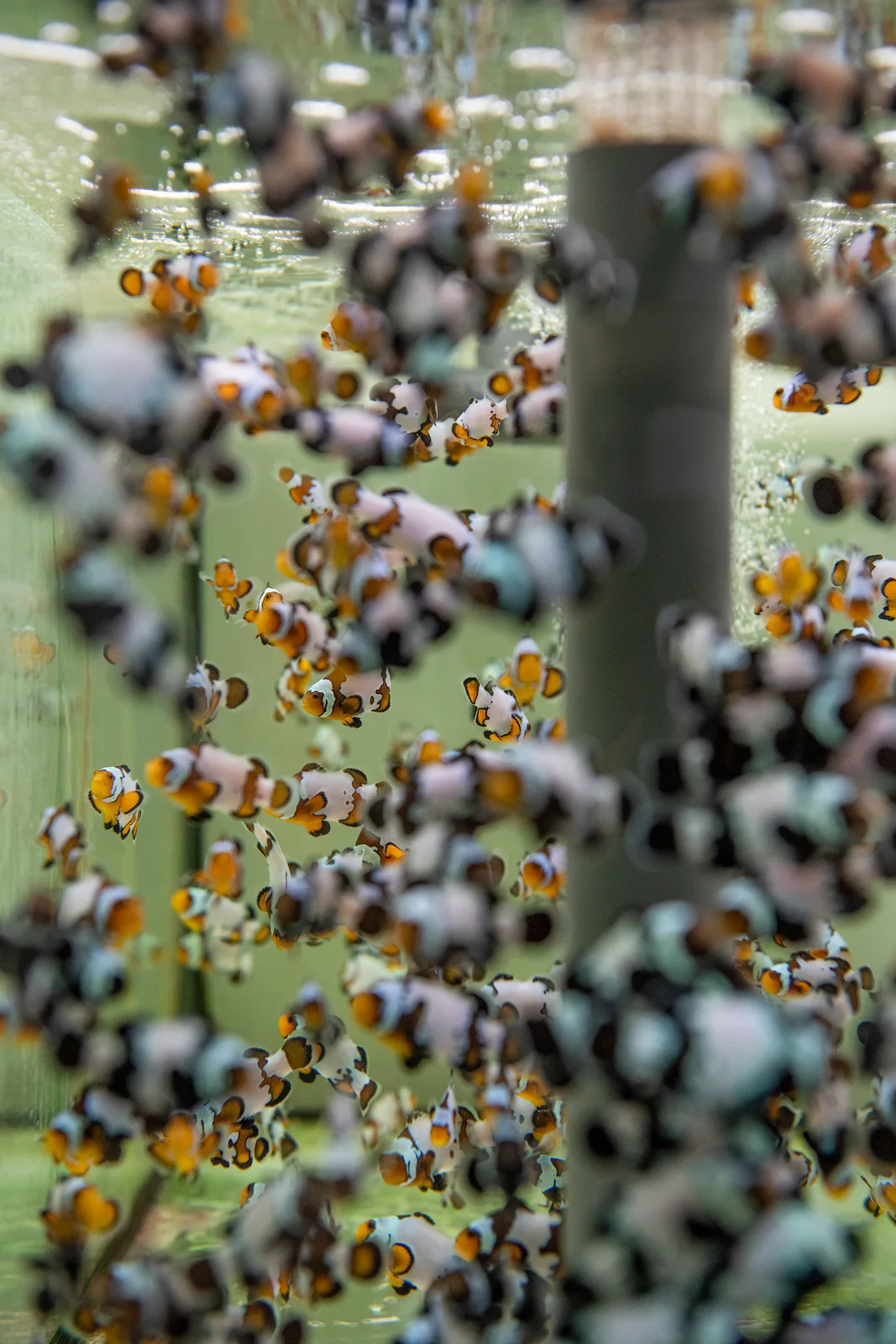 French clownfish breeding